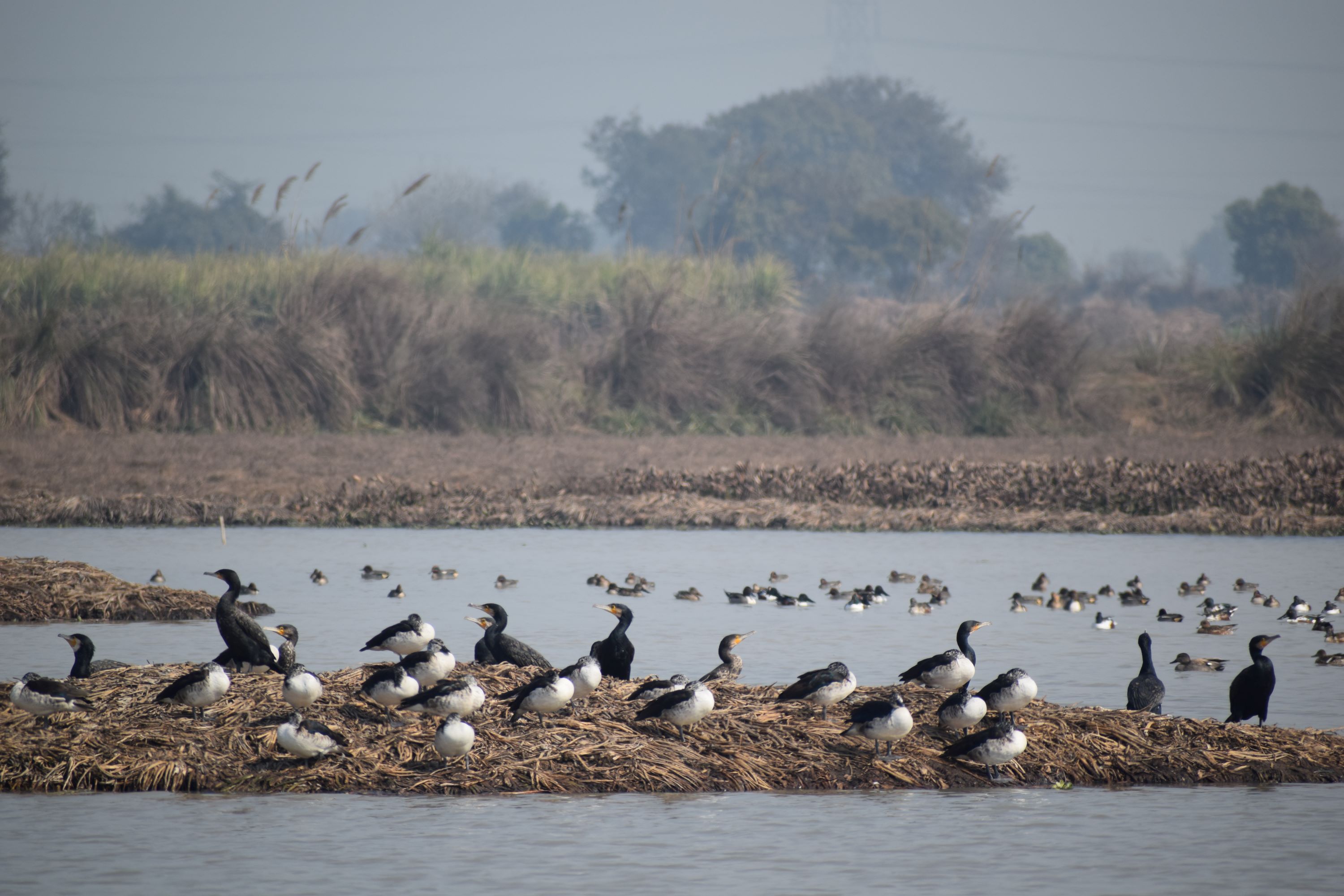 Cormorants and gulls at Dhanauri Wetlands, GGreater Noida, Uttar Pradesh, India