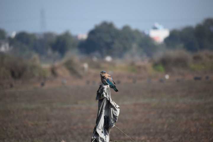 Indian Roller, also called Blue Jay, Neelkanth, Paala Pitha and said to be sacred to Vishnu. It is the state bird of Odisha, Telangana and Karnataka. In the Khuzestan Province of Iran, it is called Little King.