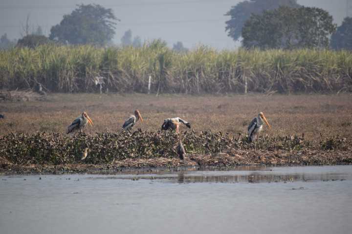 The status of Painted Storks (Mycteria leucocephala) is relatively positive compared to their close relative, the Black-necked Stork.