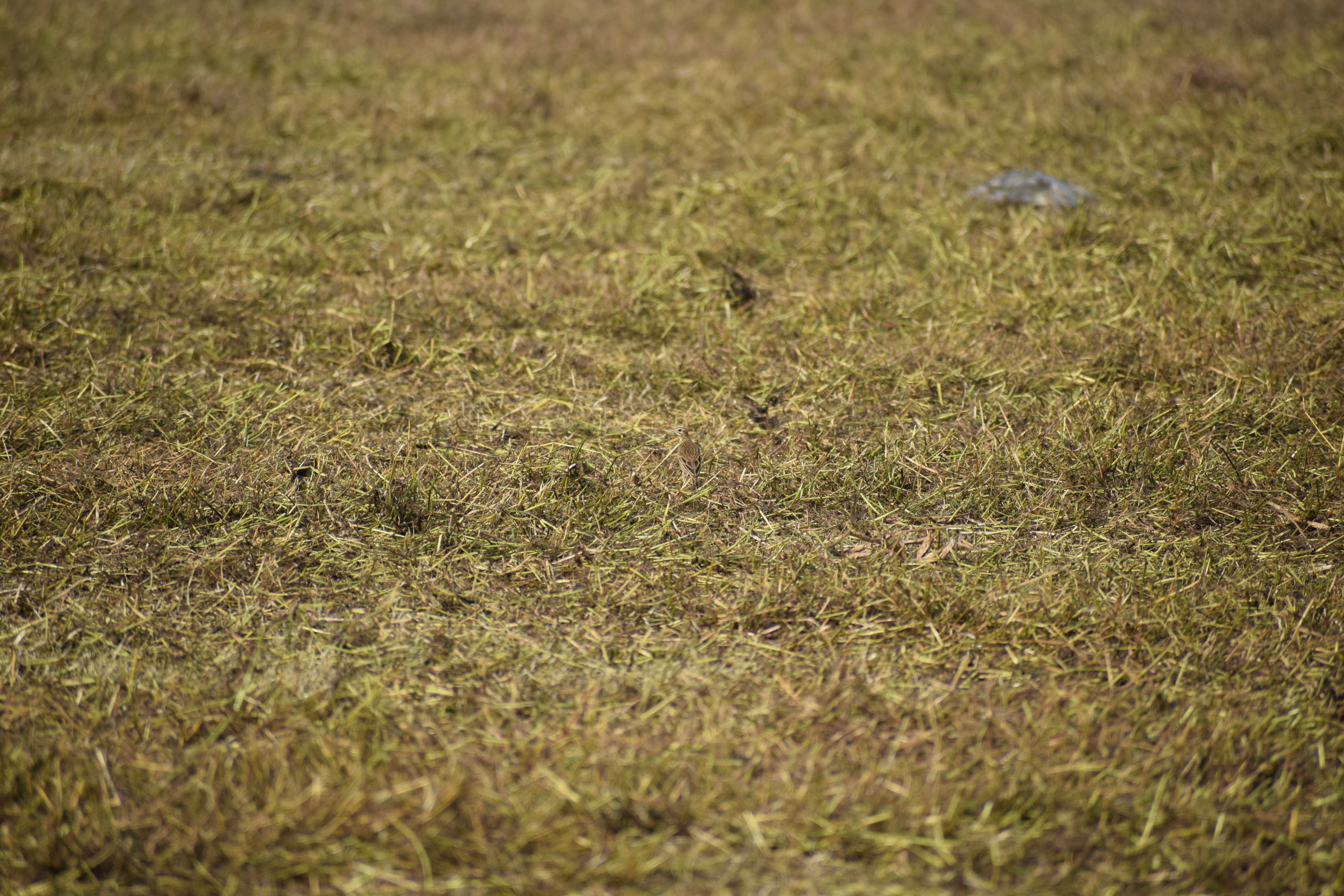 Paddyfield Pipit, Dhanauri Wetlands, Greater Noida, Uttar Pradesh, India