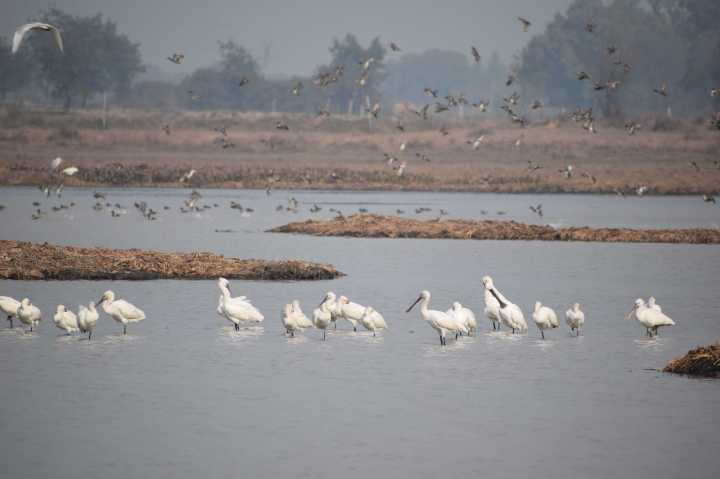 Called the day dreamers, Eurasian Spoonbills at Dhanauri Wetlands, Greater Noida, Uttar Pradesh, India