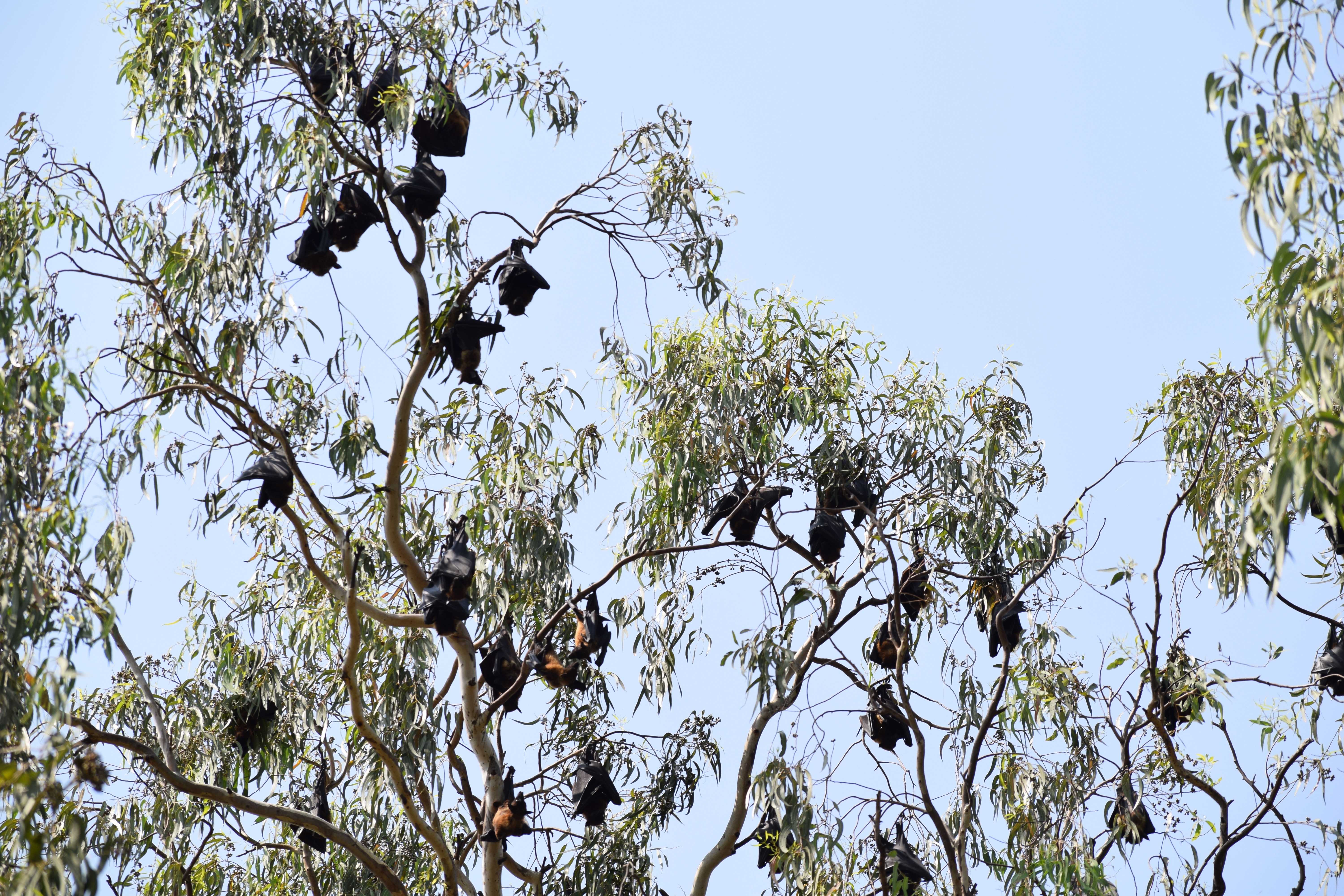 Indian Flying Fox, fruit bats, Wadaj Dam, Junnar, Pune, Maharashtra, India