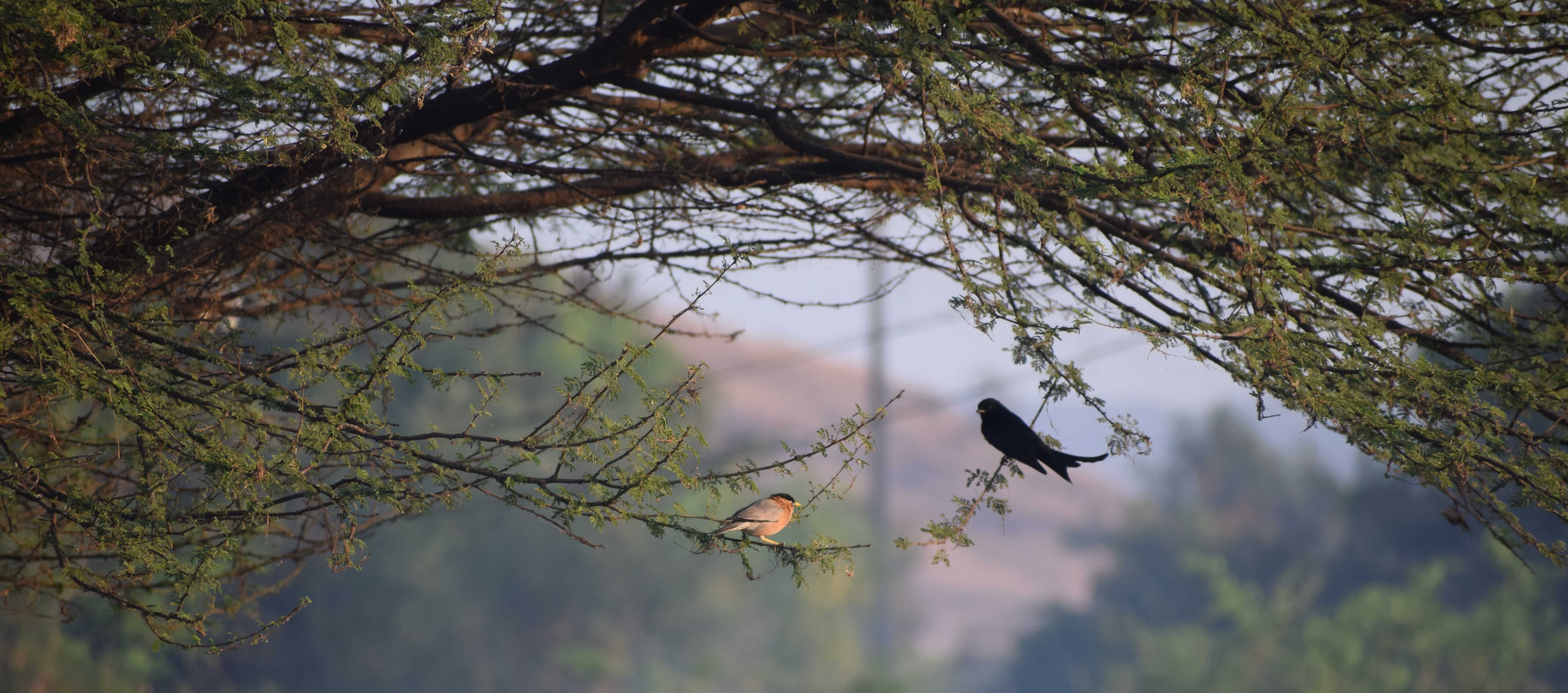 brahminy starling and black drongo, Wadaj Dam, Junnar, Pune, Maharashtra, India