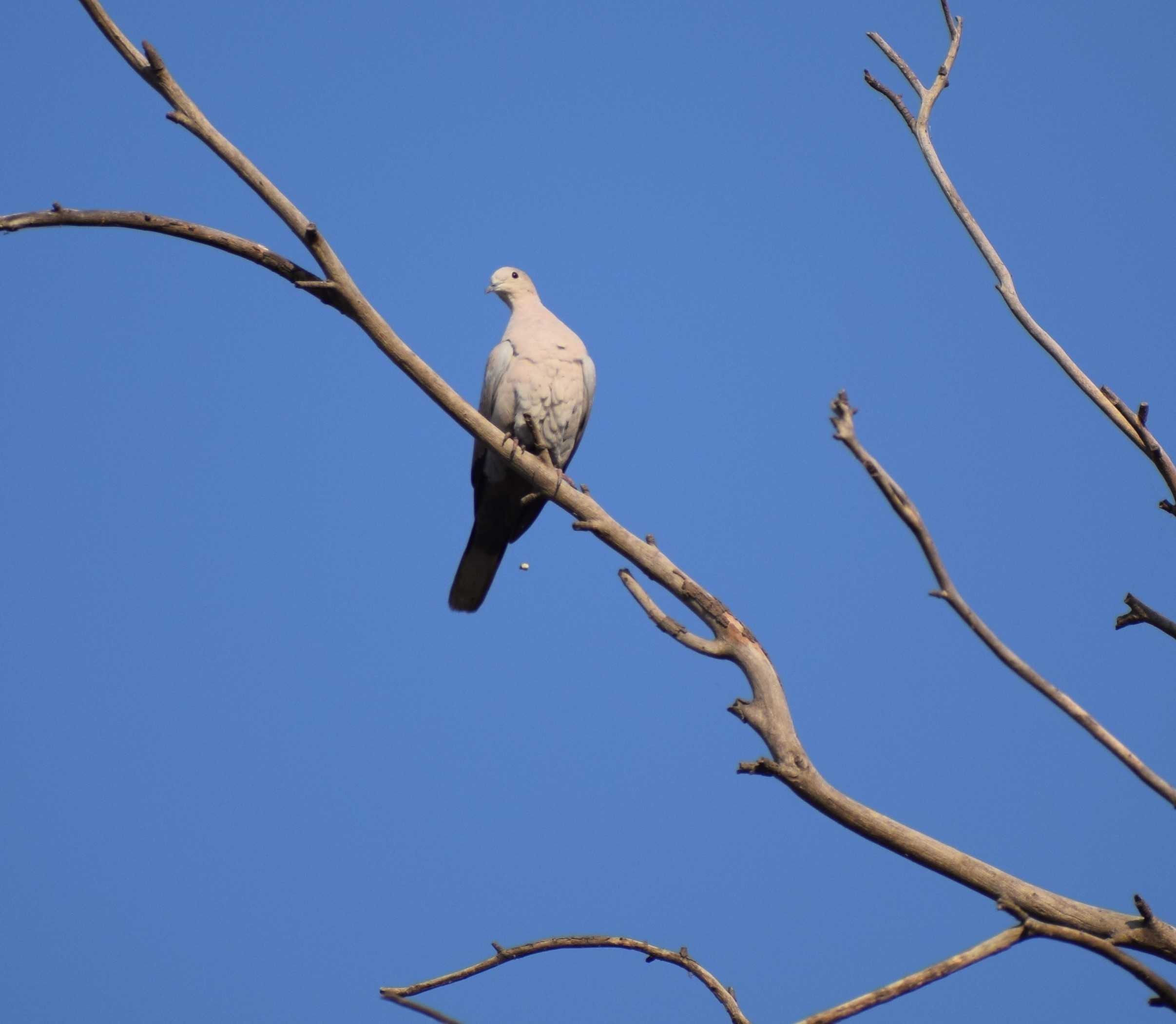 Eurasian-collared Dove, Wadaj Dam, Junnar, Pune, Maharashtra, India