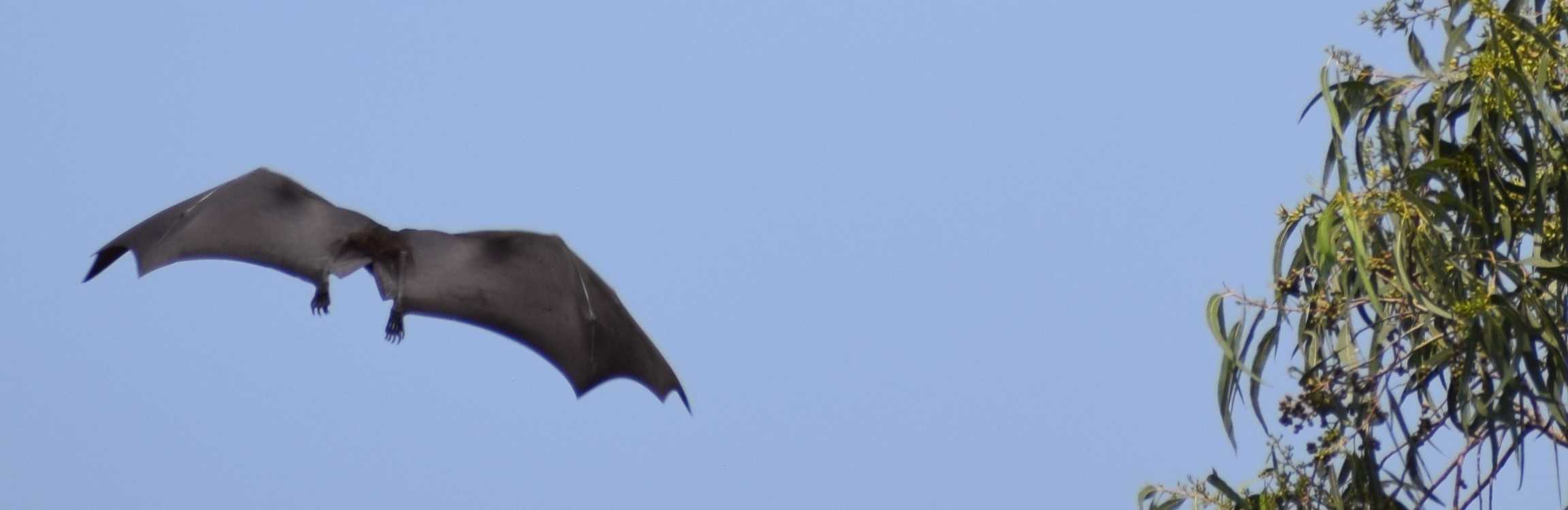 Indian Flying Fox in flight, fruit bats, Wadaj Dam, Junnar, Pune, Maharashtra, India