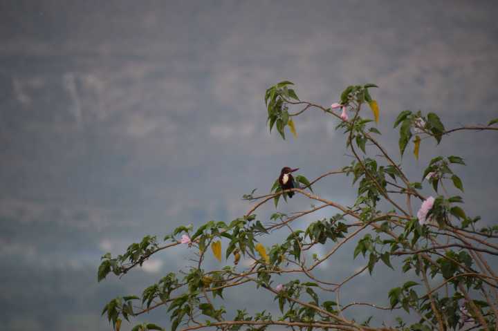 White-throated Kingfisher at Wadaj Dam, Junnar, Pune, Maharashtra, India