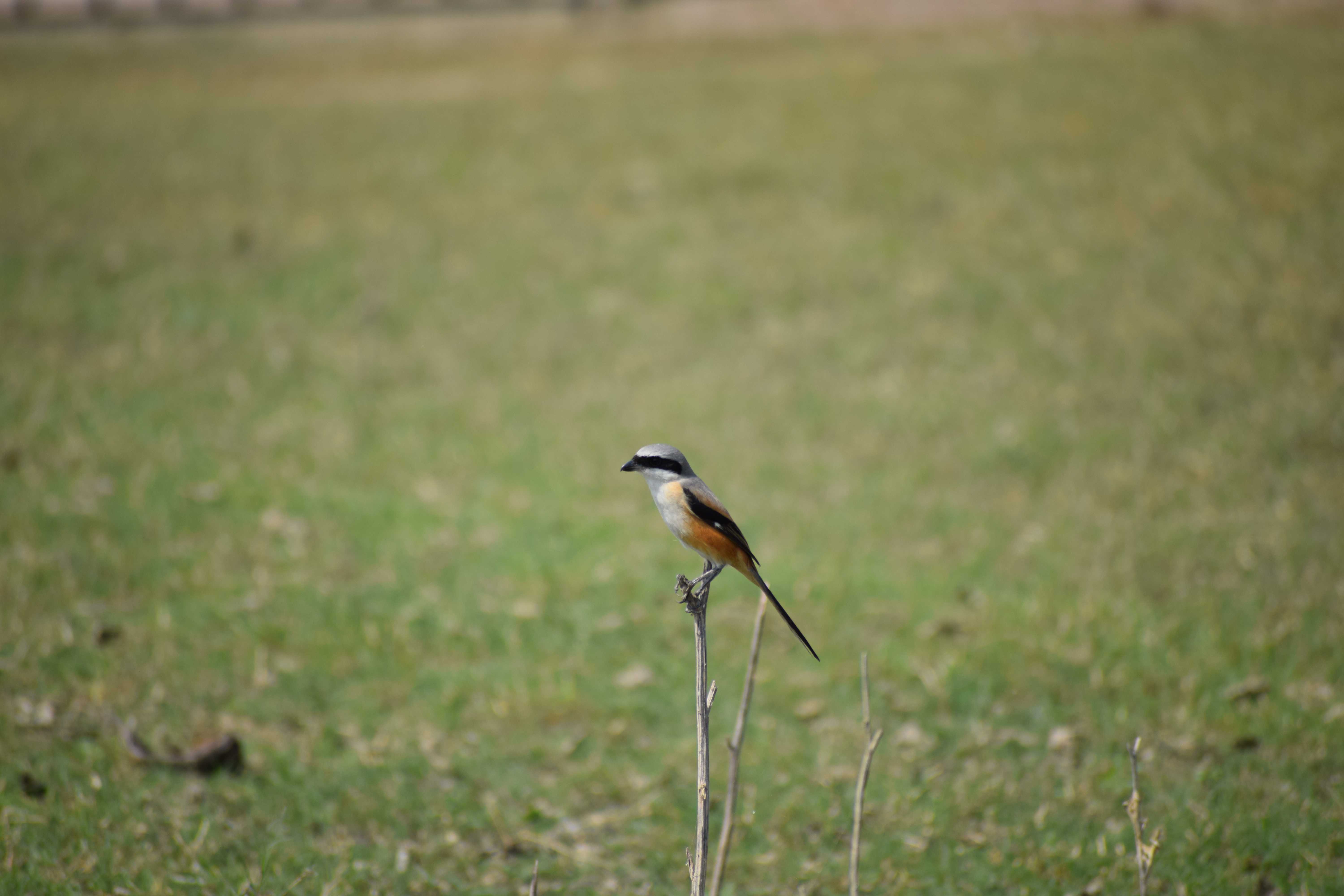 Long-Tailed Shrike, Wadaj Dam, Junnar, Pune, Maharashtra, India