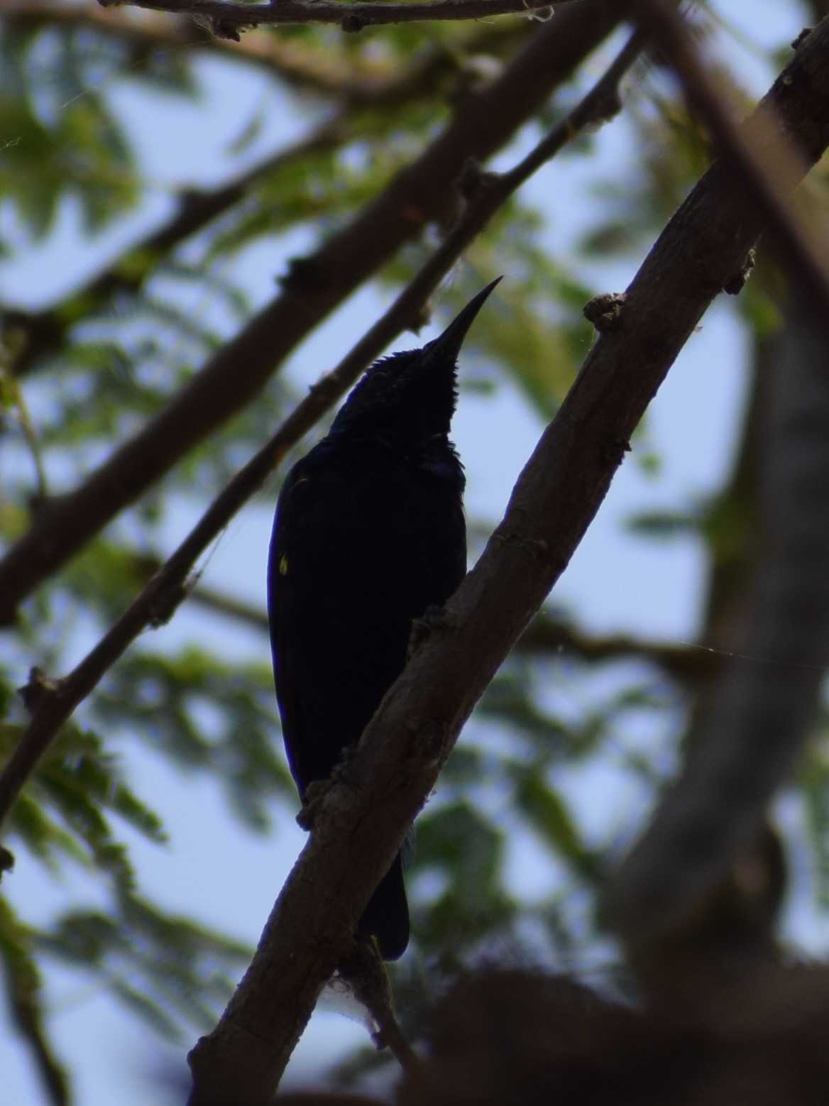 Purple Sunbird, Wadaj Dam, Junnar, Pune, Maharashtra, India