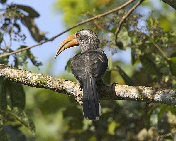 By Lip Kee Yap - originally posted to Flickr as Malabar Grey-Hornbill (Ocyceros griseus), CC BY-SA 2.0, https://commons.wikimedia.org/w/index.php?curid=5095507