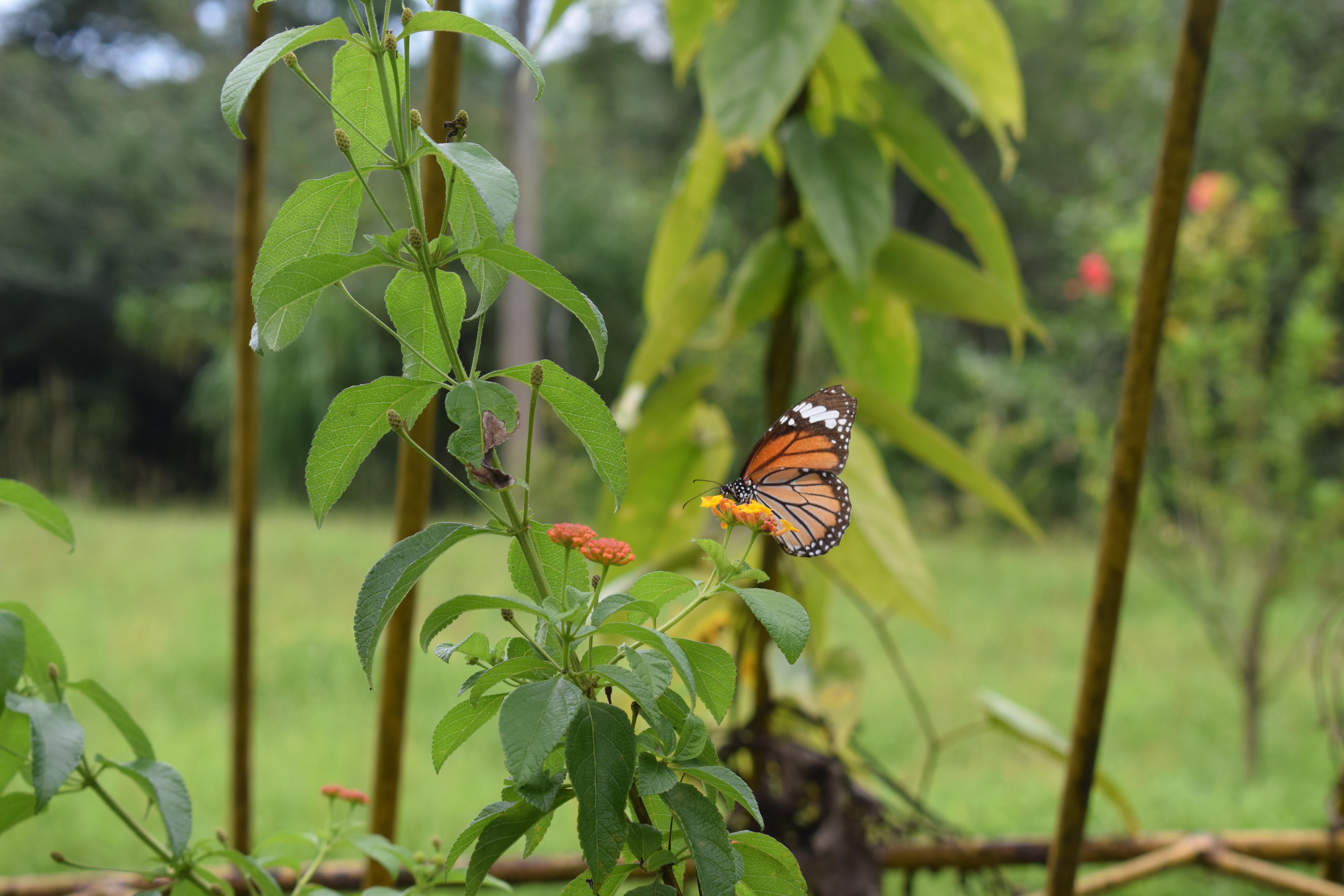 Striped Tiger at Butterfly Garden, Numaligarh, Assam, India