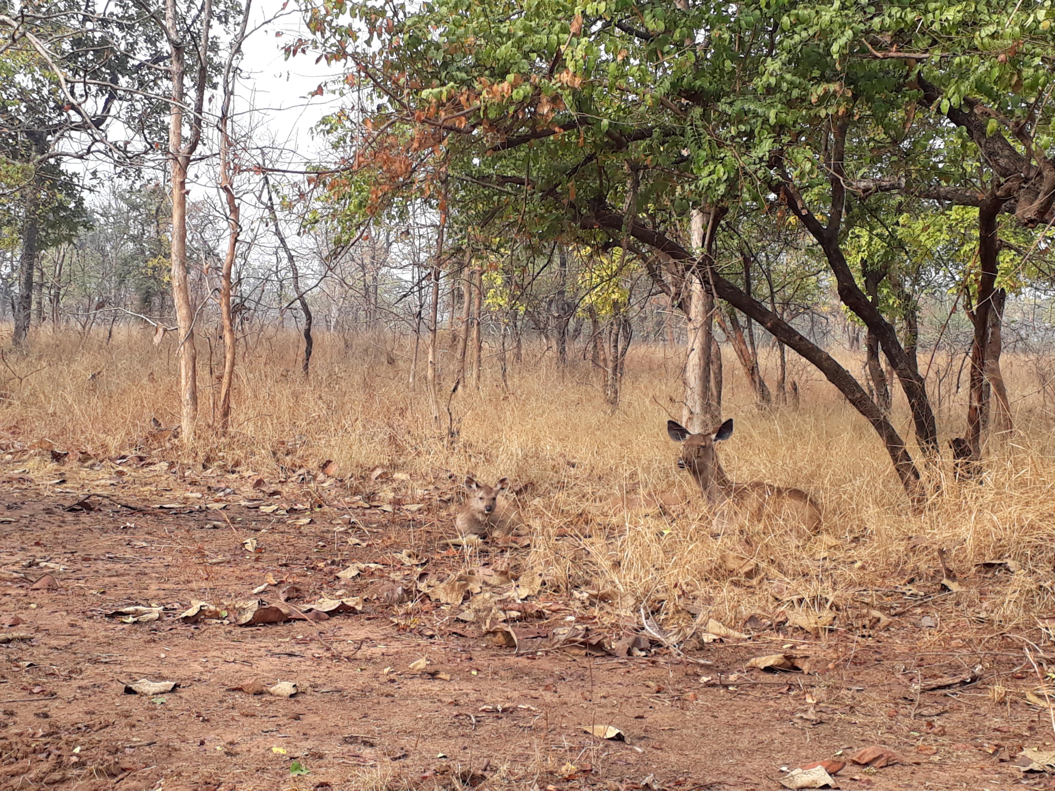Sambar deers at Panna National Park, Khajuraho, Madhya Pradesh, India