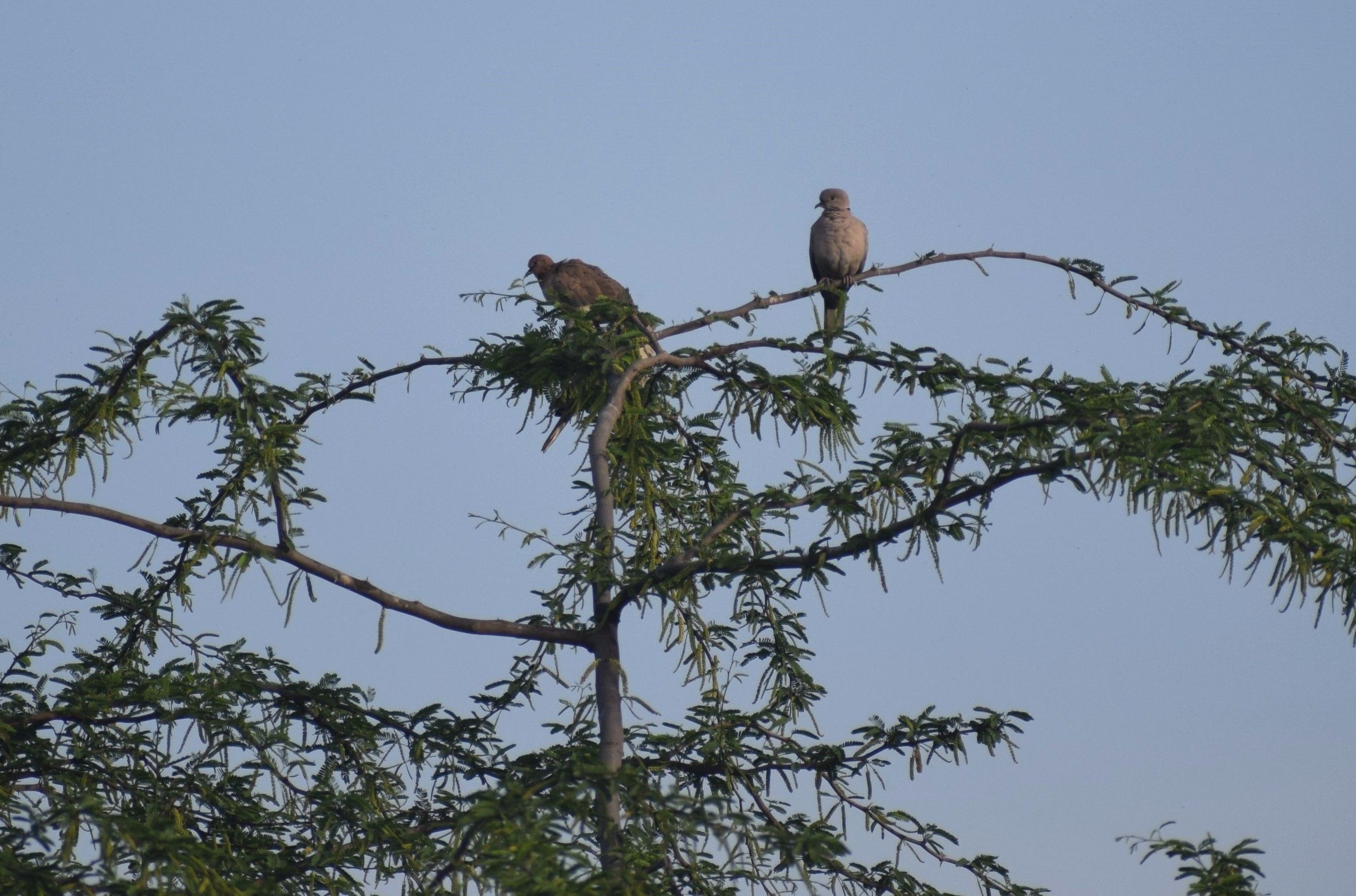 Eurasian Collared Doves, Asita East Park, Delhi, India