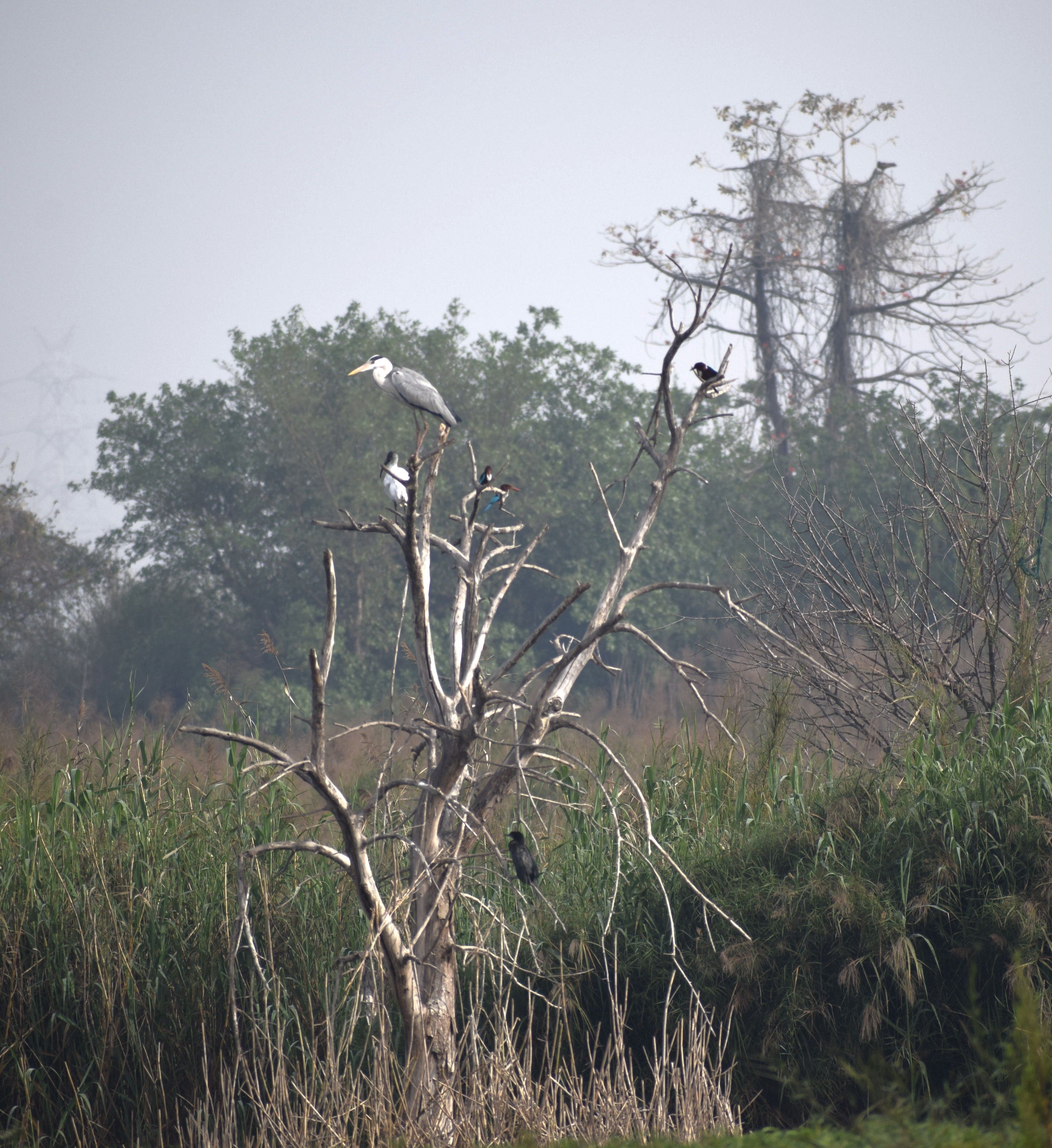Tree with birds(cormorant, Pied Starling, White-throated Kingfisher, Heron, Ibis), Asita East Park, Delhi, India