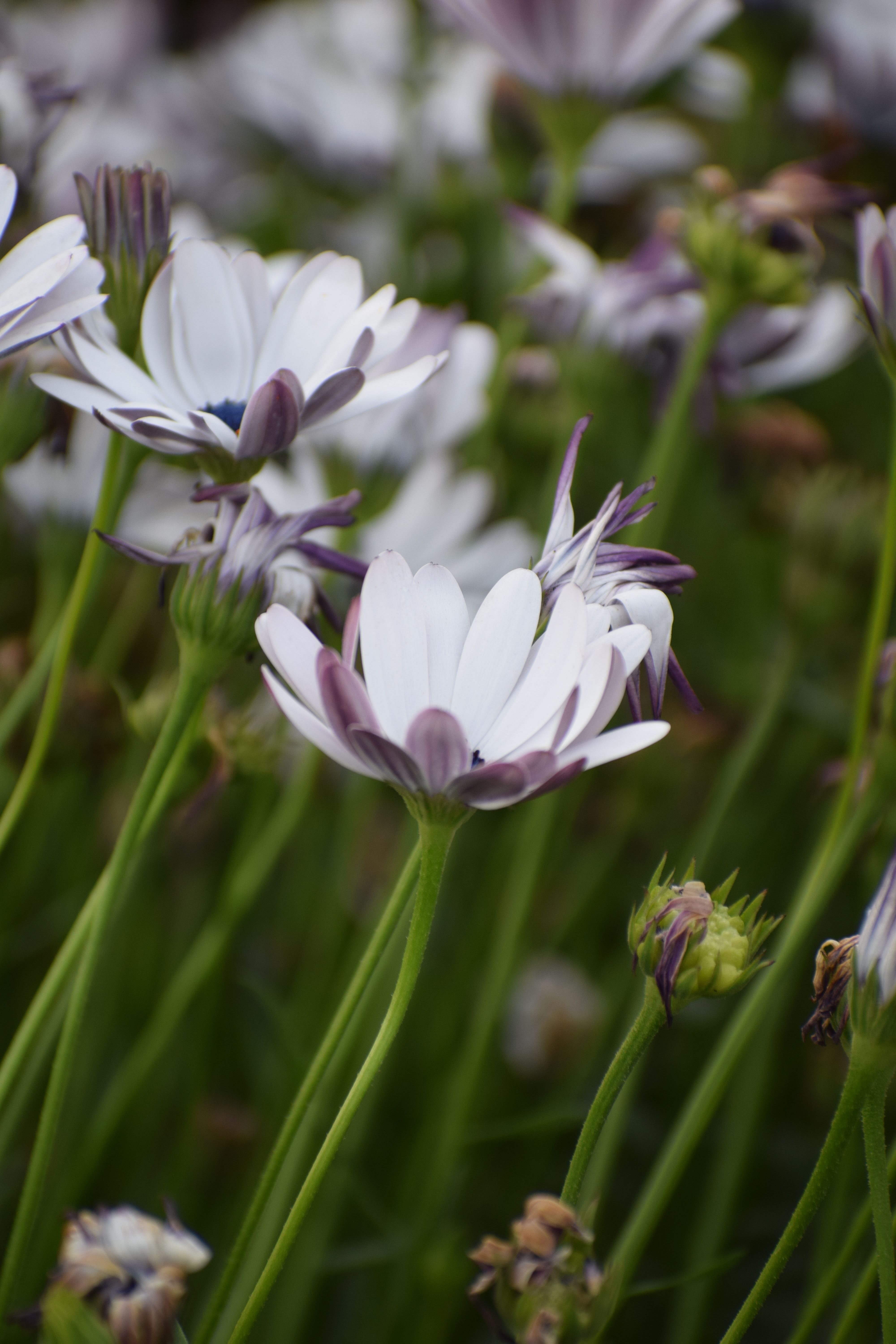 Rain Daisy, Asita East, Delhi, India