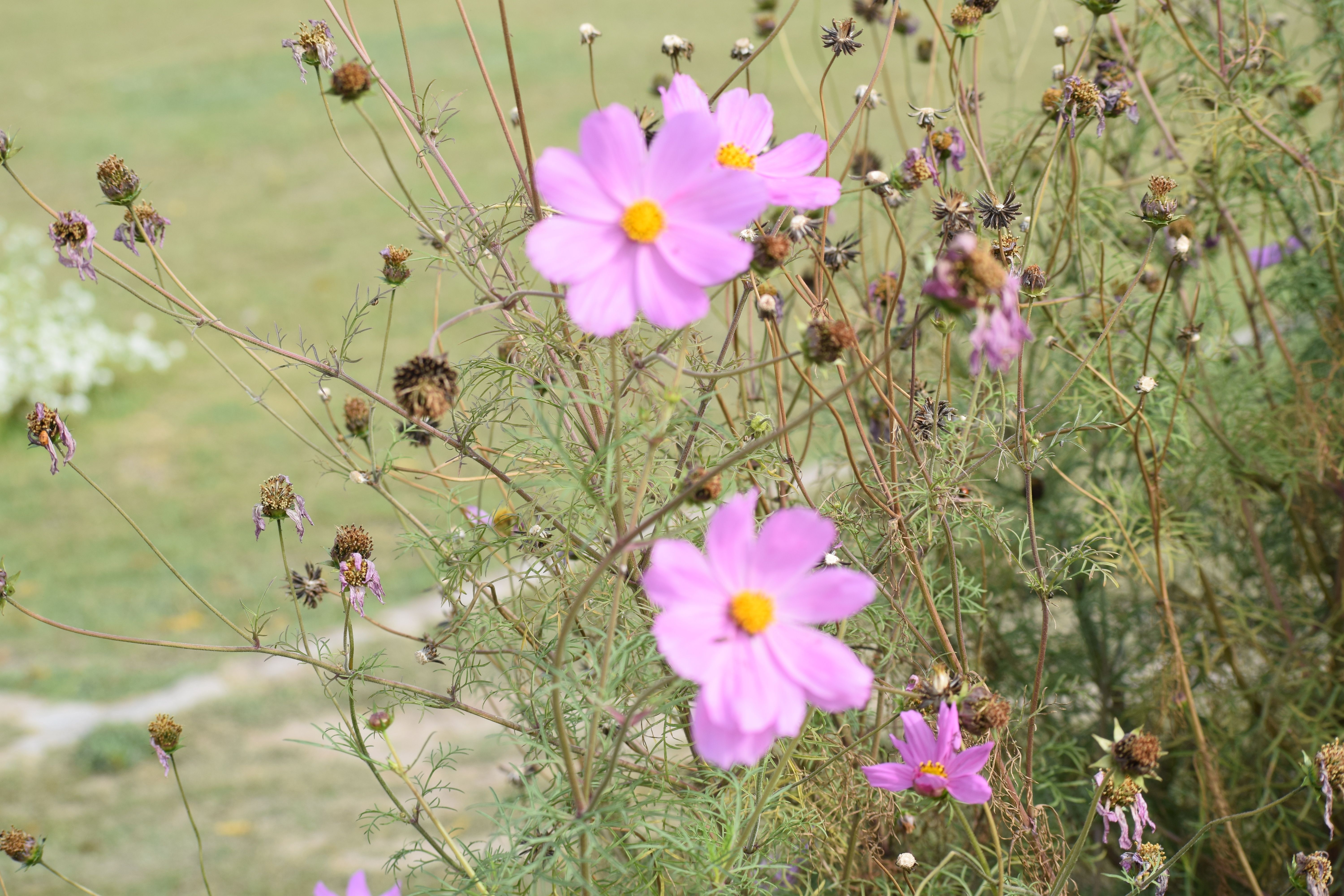 Garden Cosmos, Asita East, Delhi, India