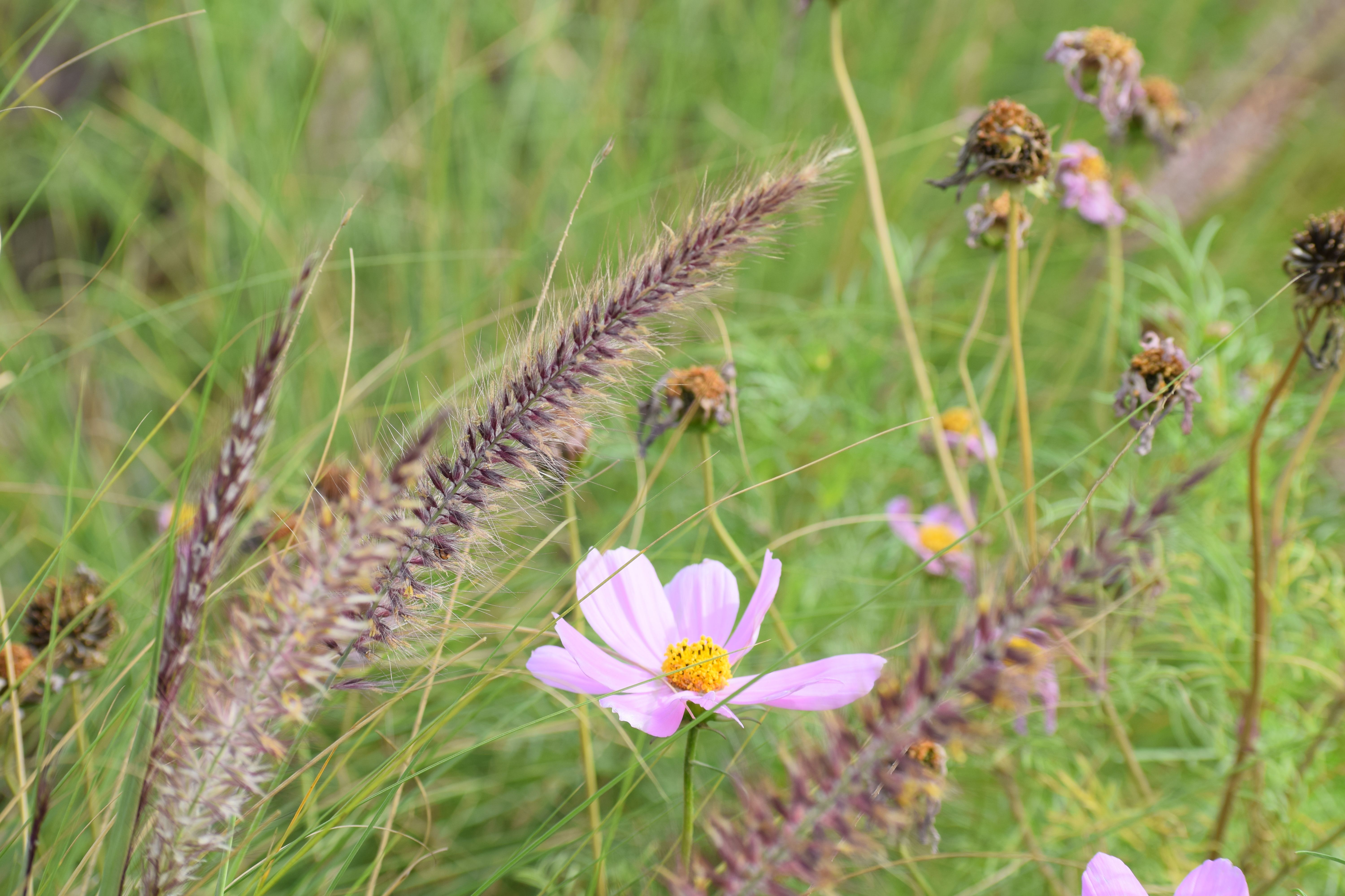 Buffelgrass, Garden Cosmos, Asita East, Delhi, India