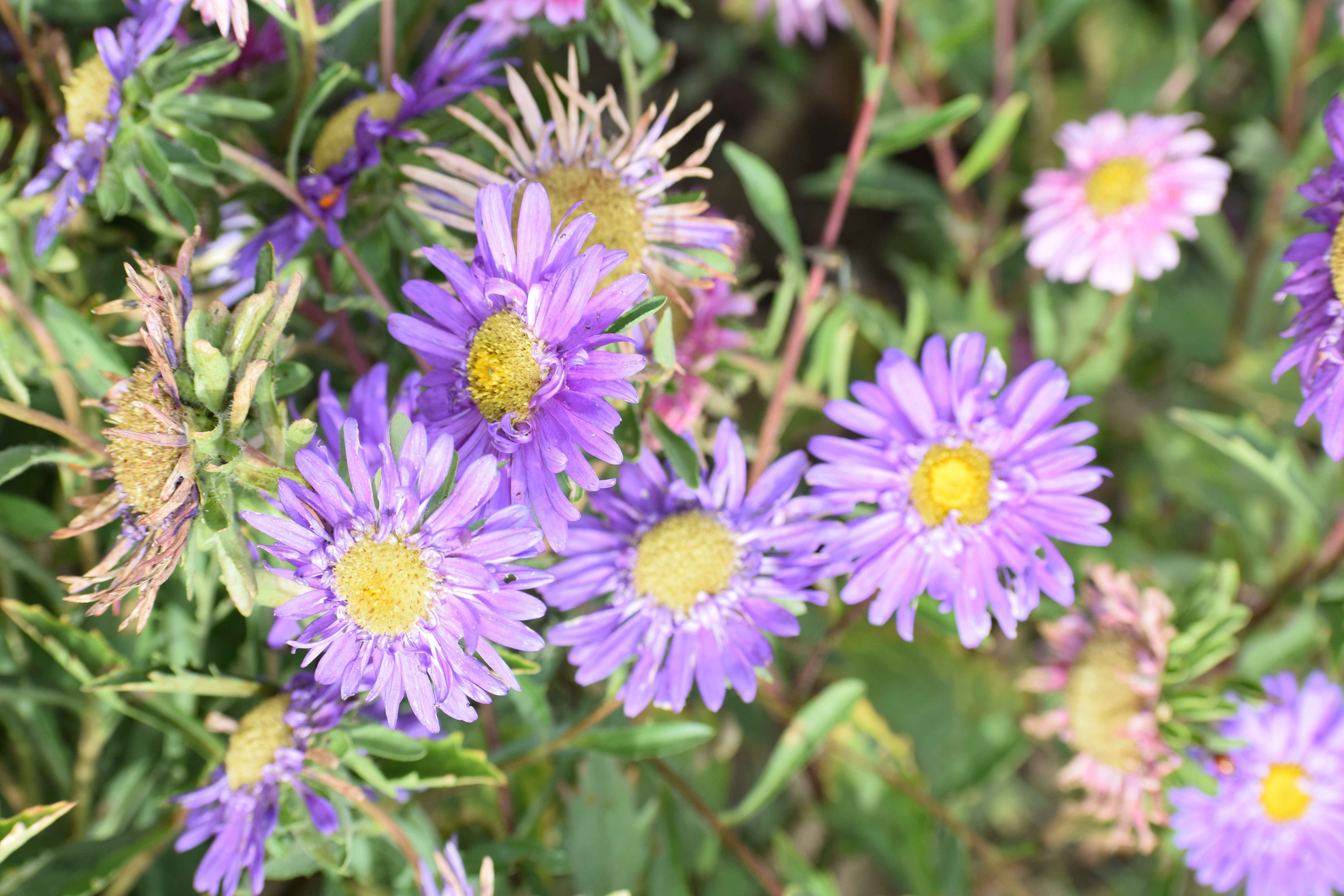 Chinese Aster, Asita East, Delhi, India