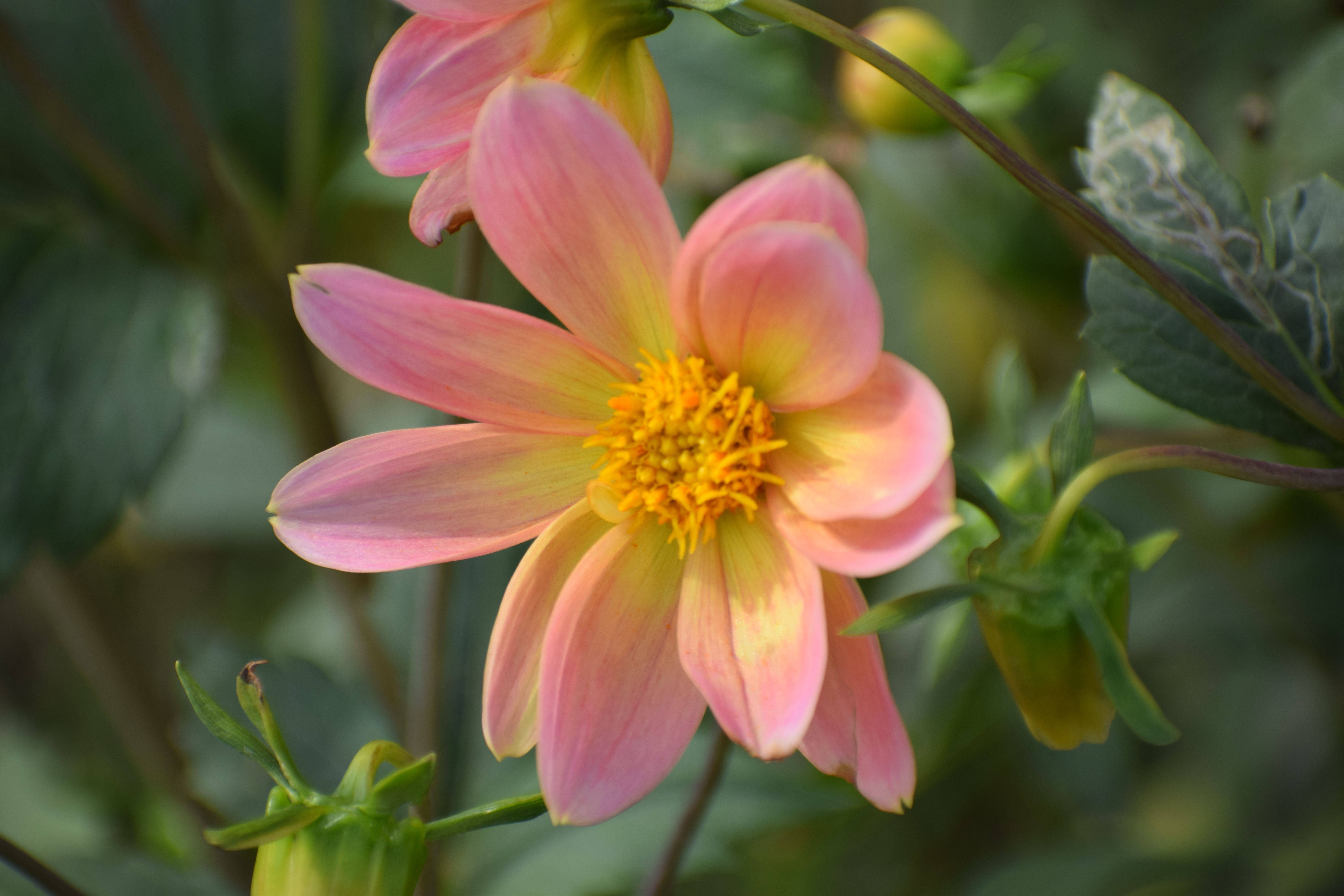 Dahlia, Asita East, Delhi, India
