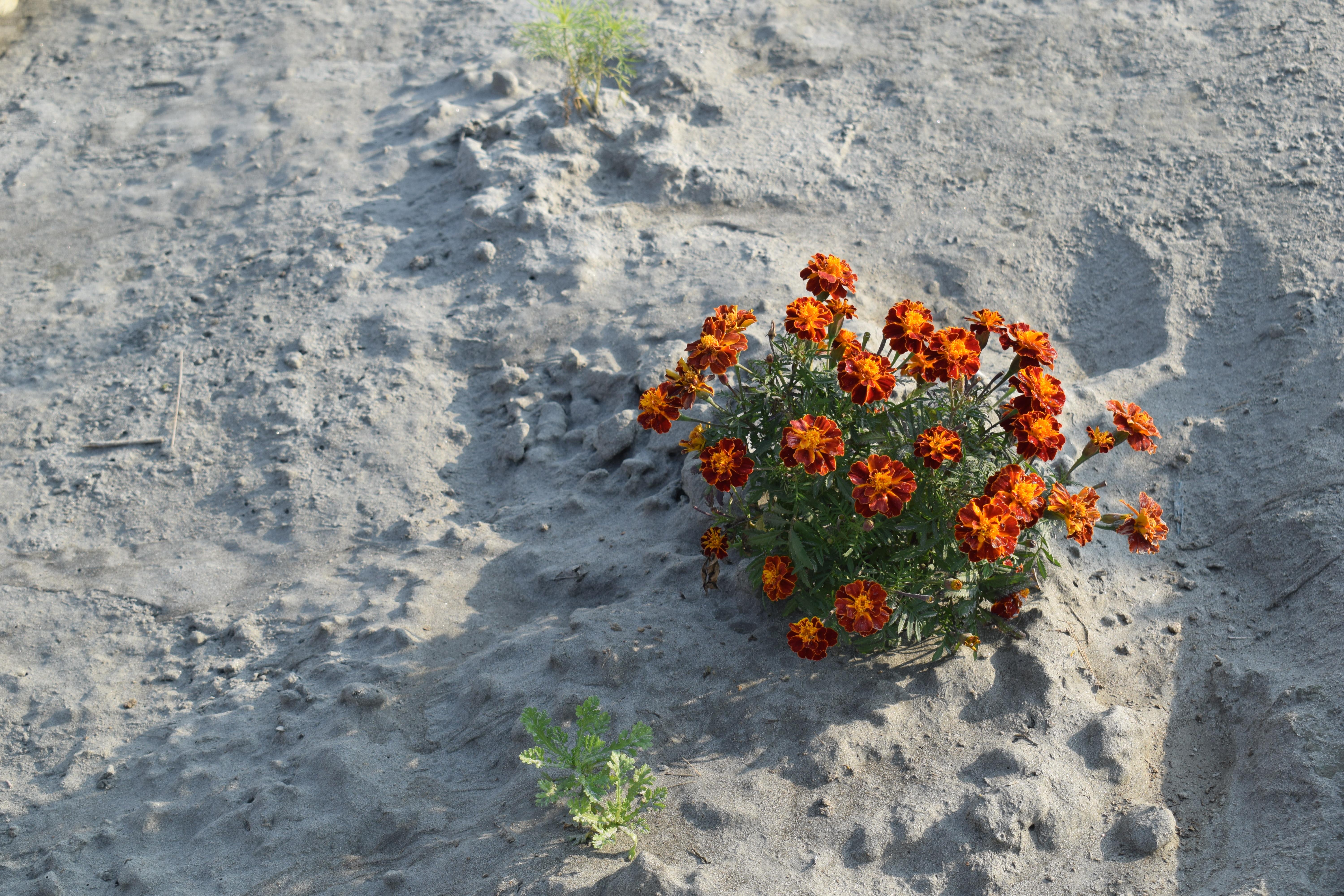 Flowers in the sand on Umananda ghat, Guwahati, Assam, India