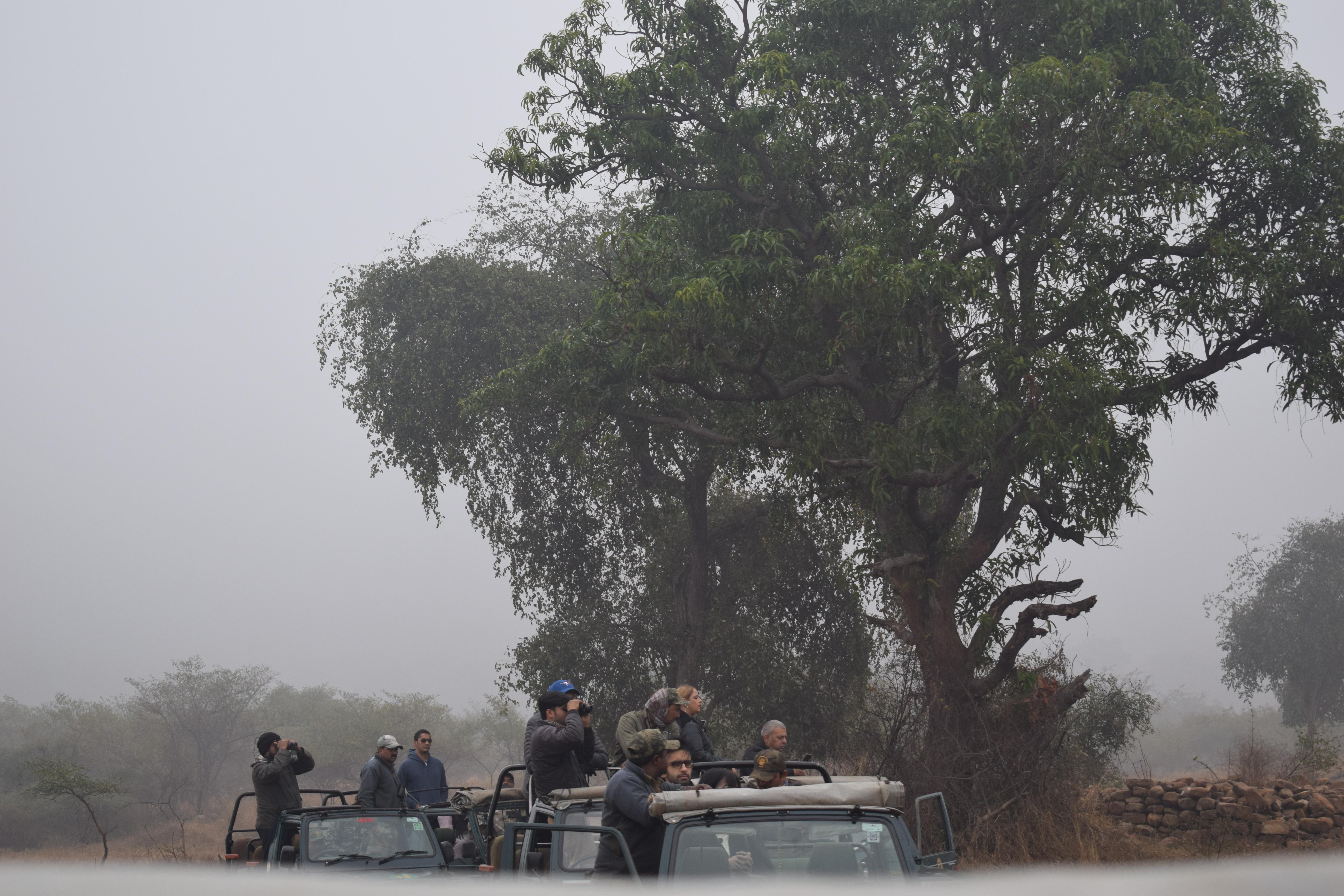 Capturing the tiger in their lens, Panna National Park, Khajuraho, Madhya Pradesh, India