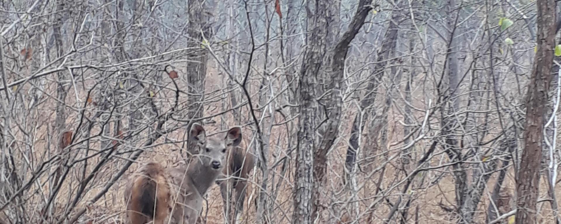 Sambar Fawns, Panna Tiger Reserve, Madhya Pradesh, India