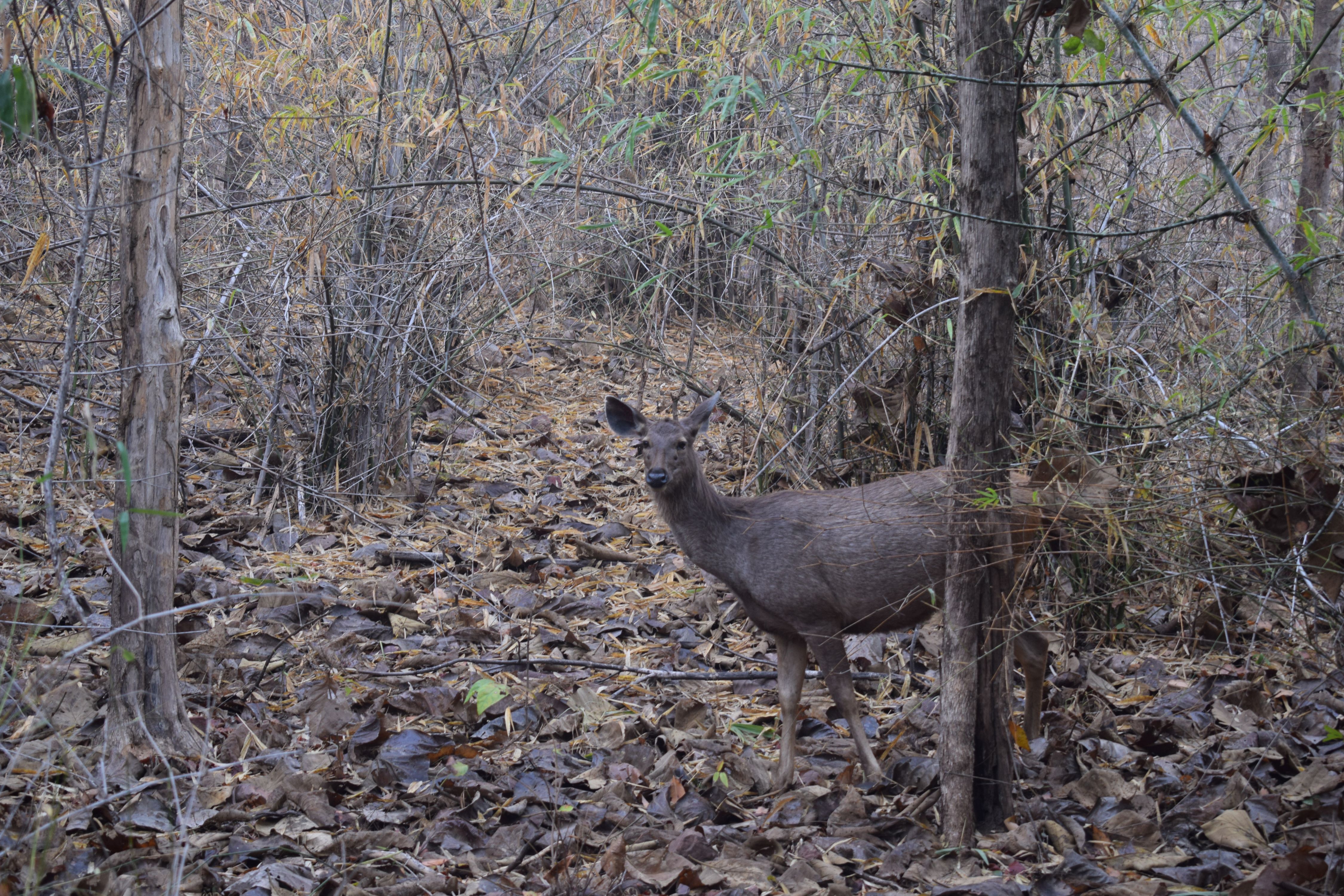 Sambar deer inside Panna Tiger Reserve, Khajuraho, Madhya Pradesh, India