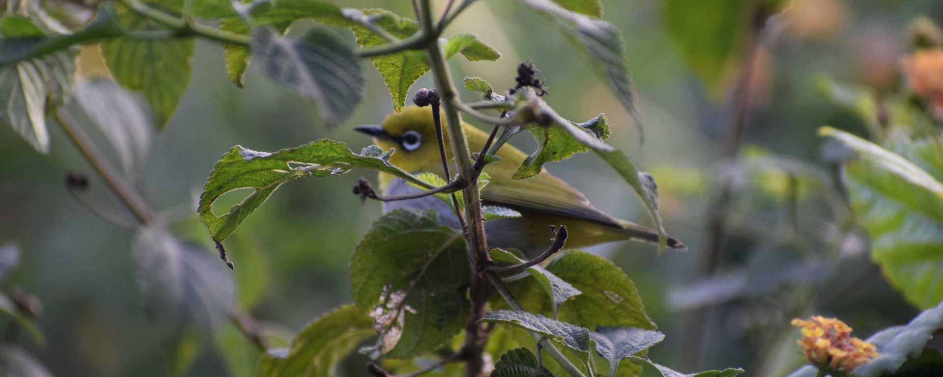 Indian White Eye, Noida, Uttar Pradesh, India