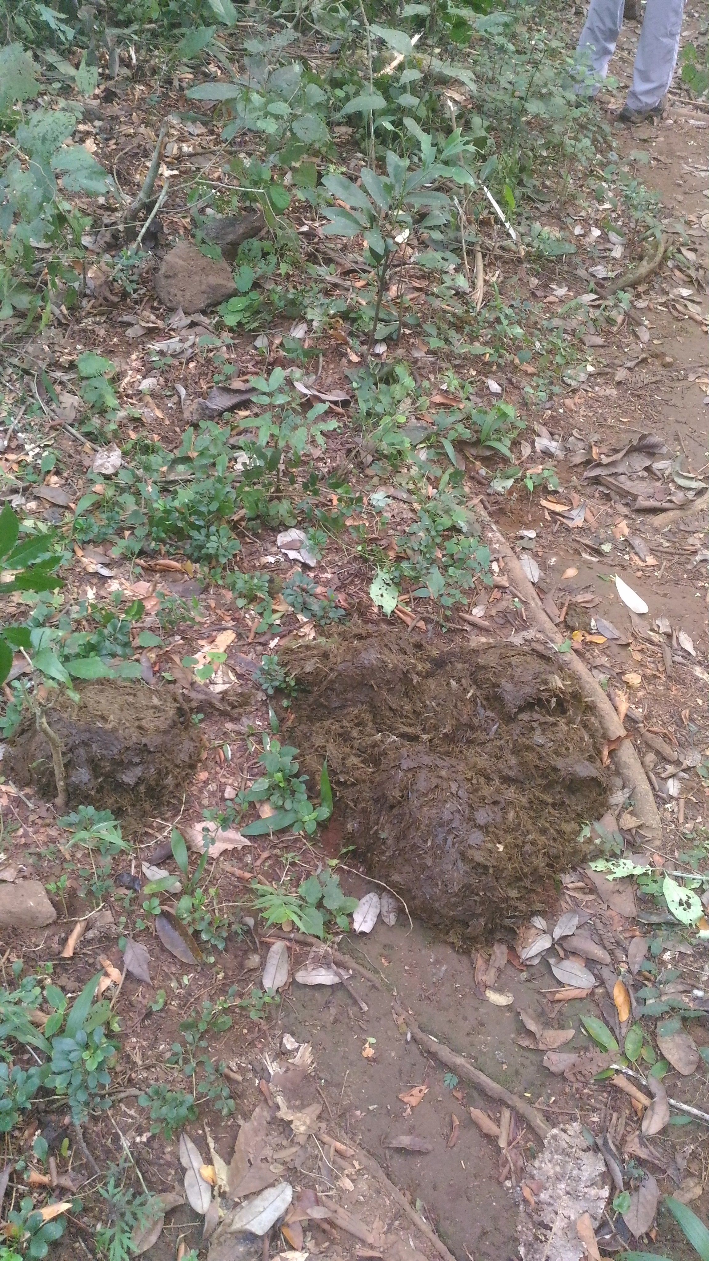 Elephant dung, Thattekkad Bird Sanctuary, Kerala, India