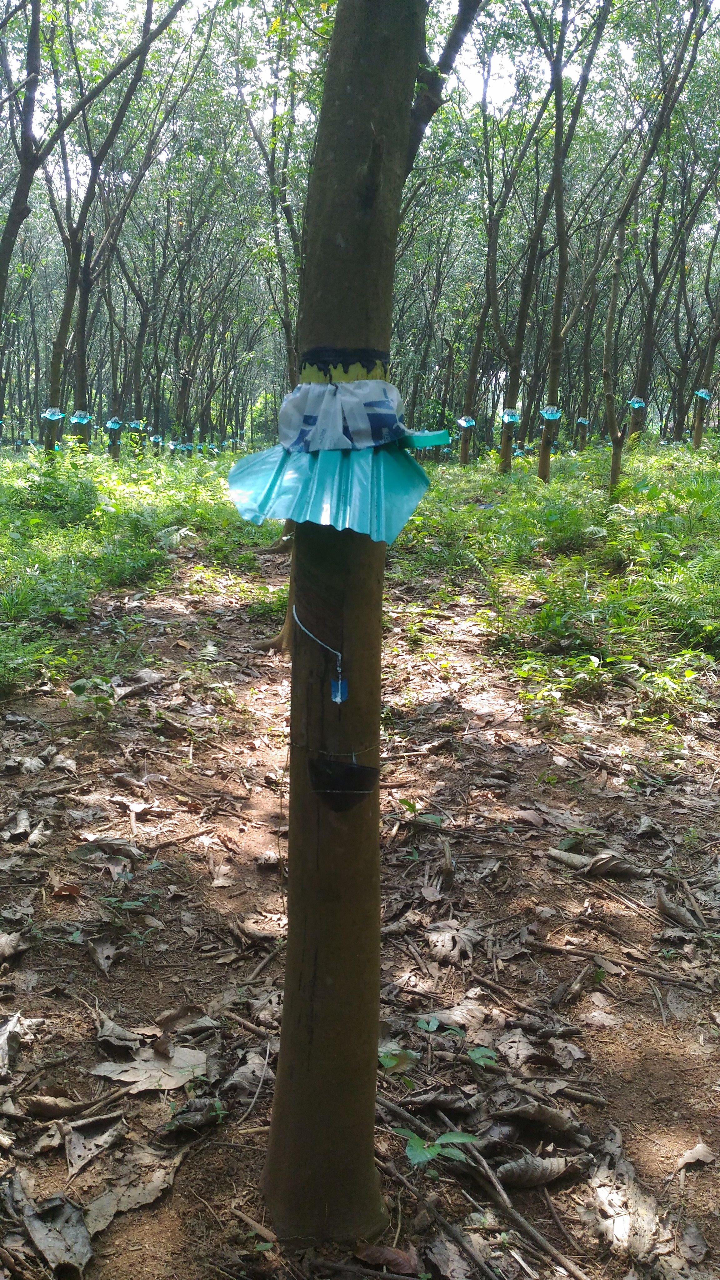 Rubber extraction at plantation, Thattekkad Bird Sanctuary, Kerala, India