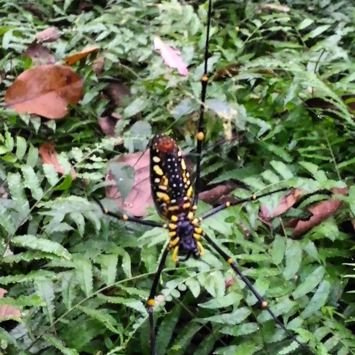 giant Wood Spider-golden Orb Silk Weaver, Periyar River, Thattekkad Bird Sanctuary, Kerala, India