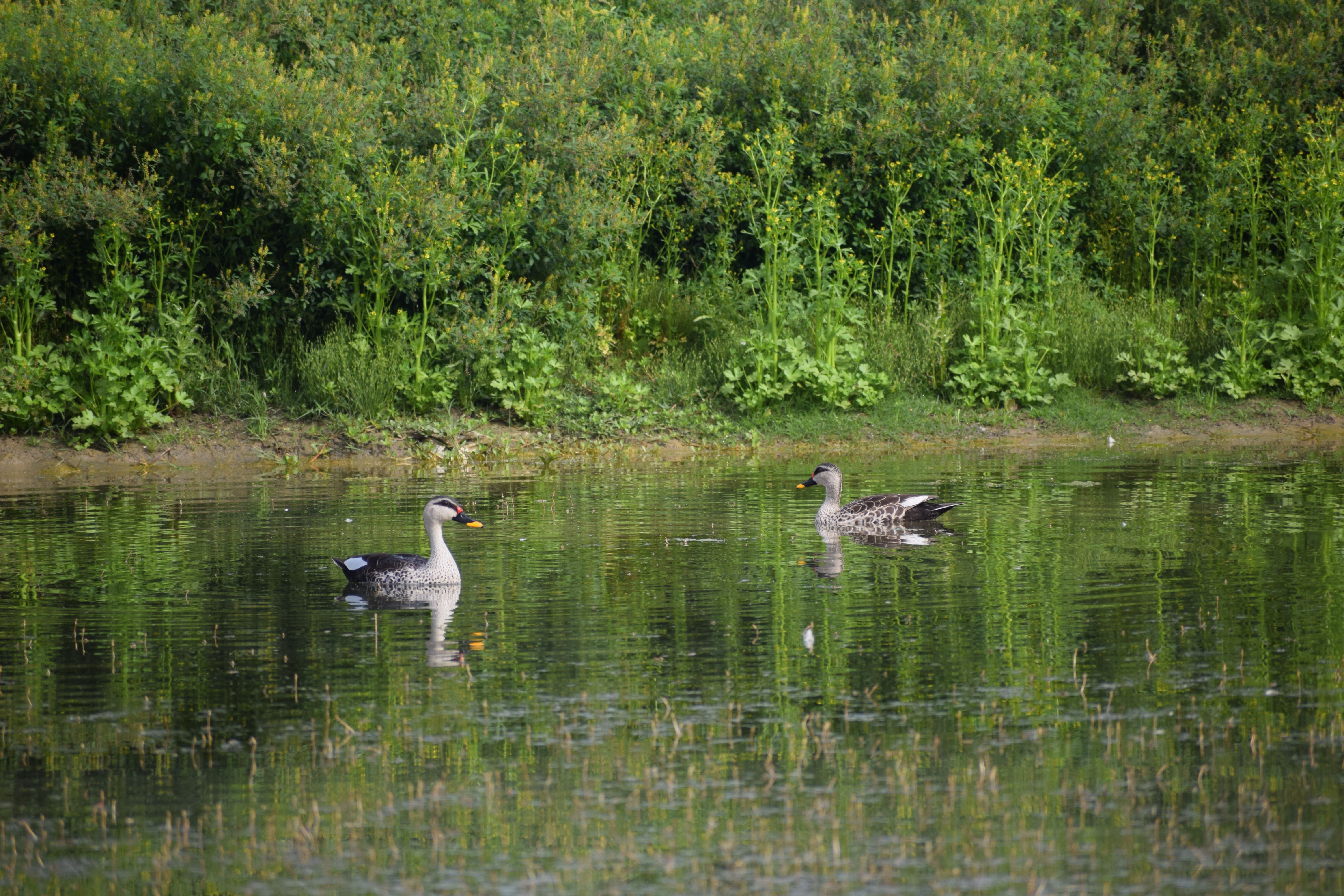Spot-billed Ducks, Asita East Park, Delhi, India