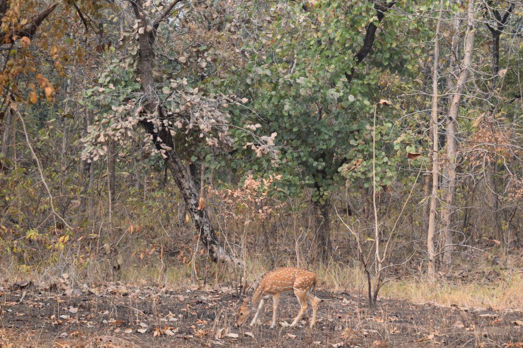Spotted deer inside Panna Tiger Reserve, Khajuraho, Madhya Pradesh, India