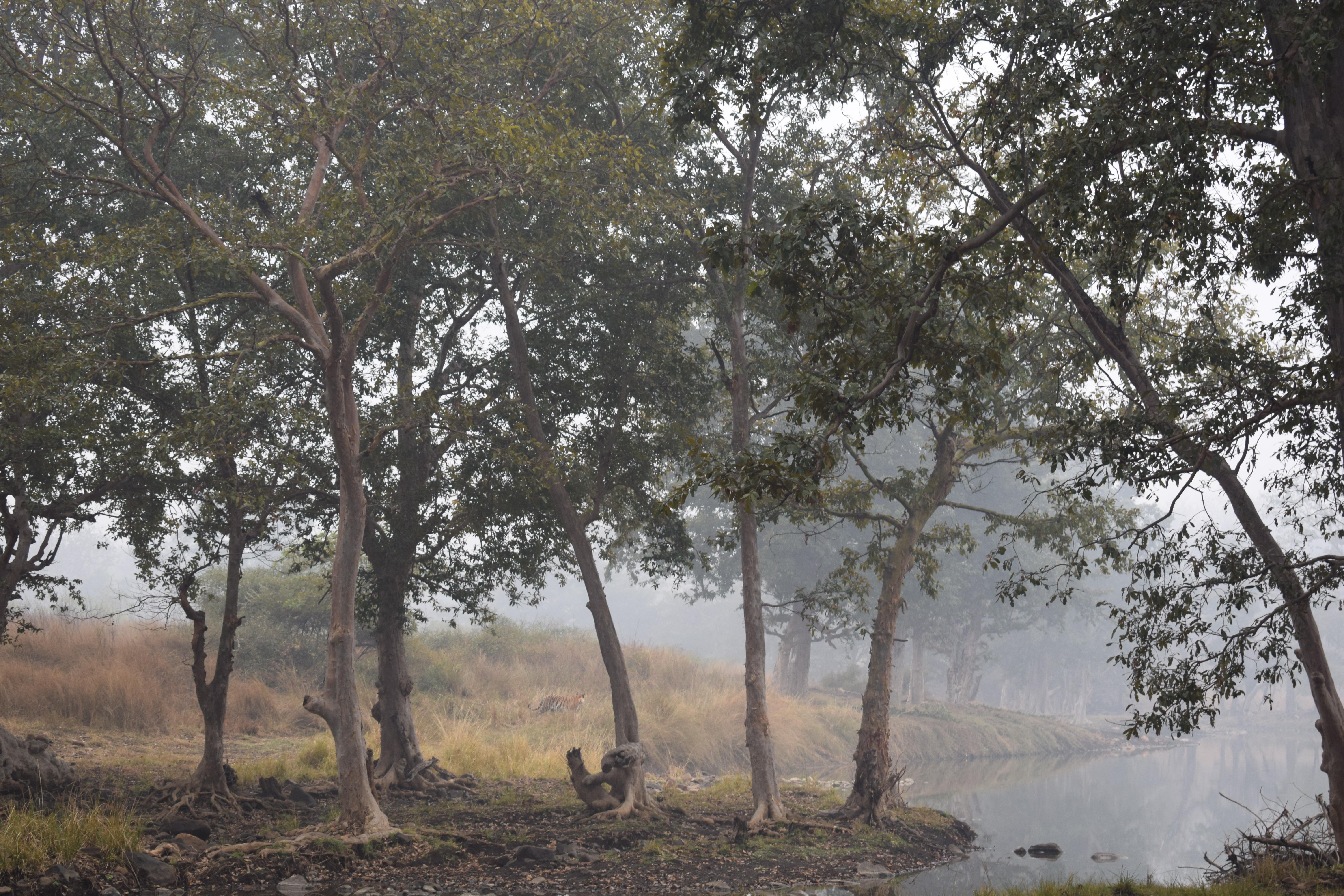 Spot where we sighted the tiger, Panna National Park, Khajuraho, Madhya Pradesh, India
