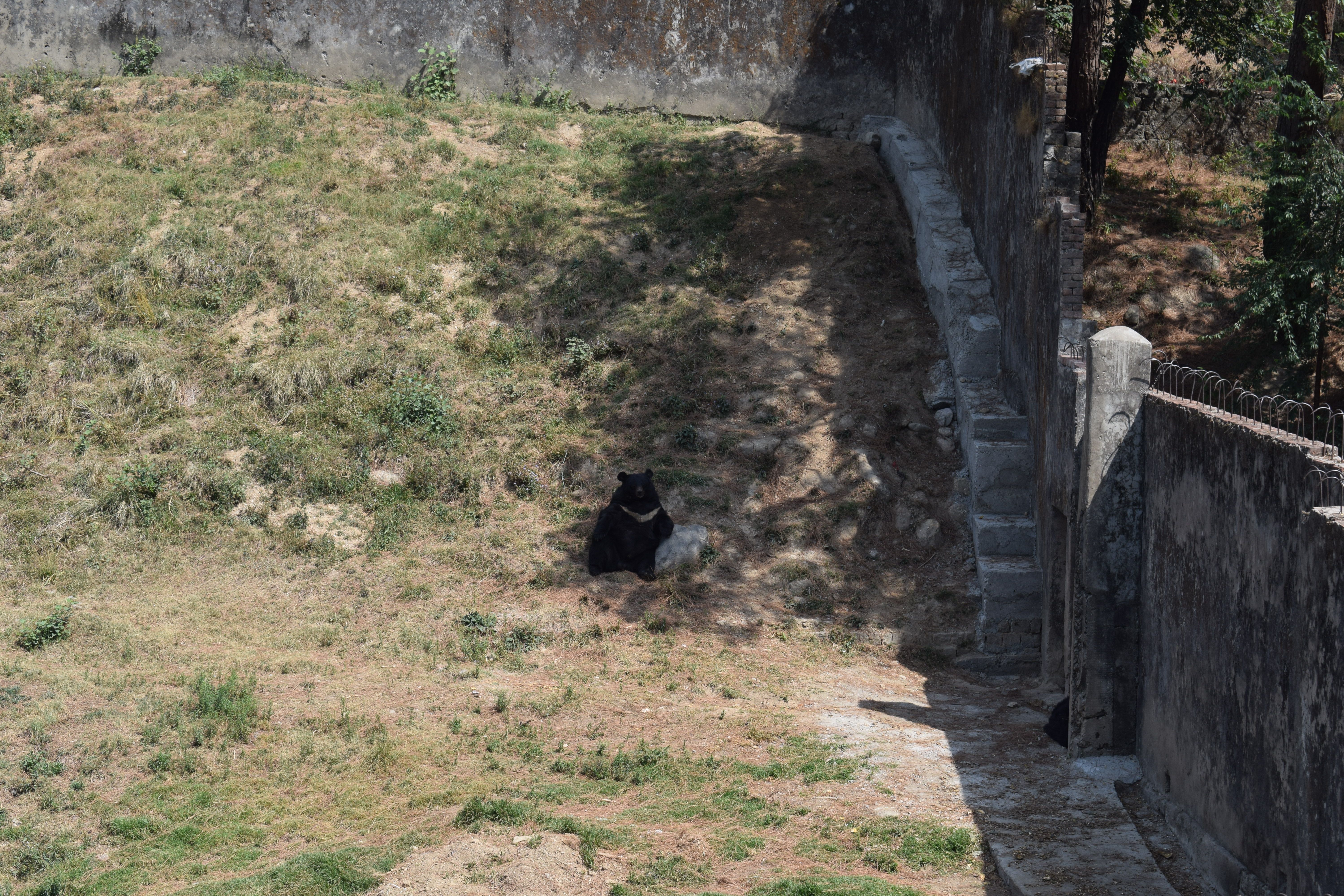 Black bear, Gopalpur Zoo, Road to Dharamshala, Kangra, Himachal Pradesh, India