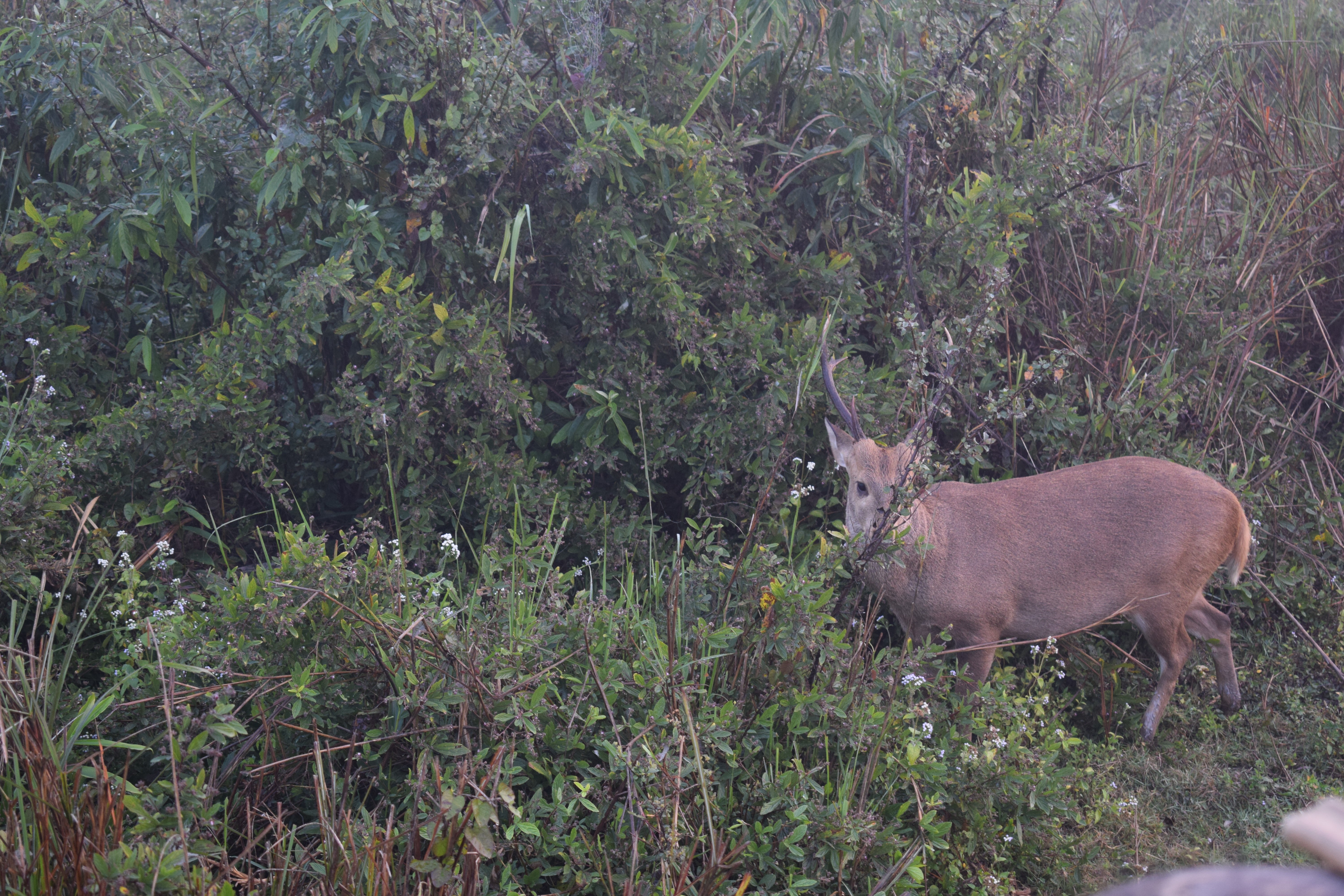 Eastern Swamp deer, Kaziranga National Park & Tiger Reserve, Golaghat, Assam, India