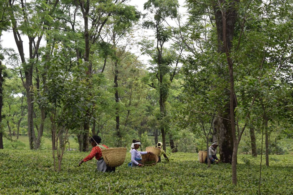 Tea Garden, Palampur, Kangra, Himachal Pradesh, India