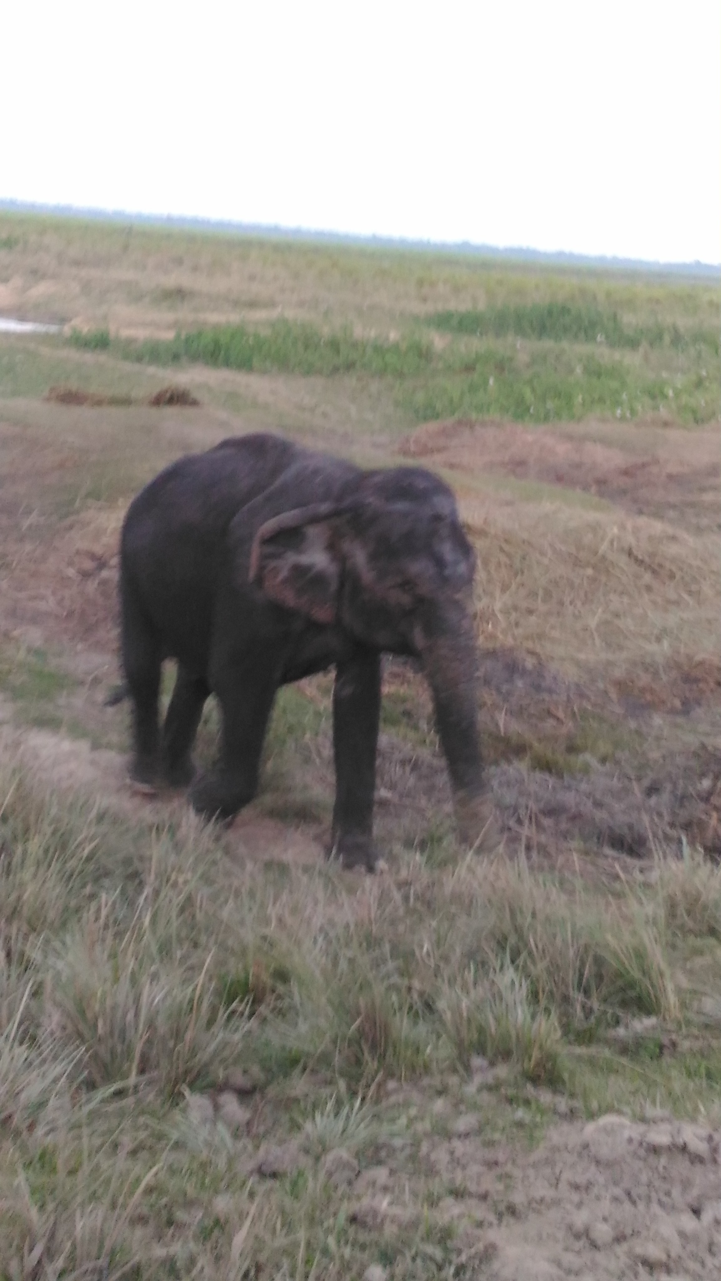 Asian Elephant, Kaziranga National Park & Tiger Reserve, Golaghat, Assam, India