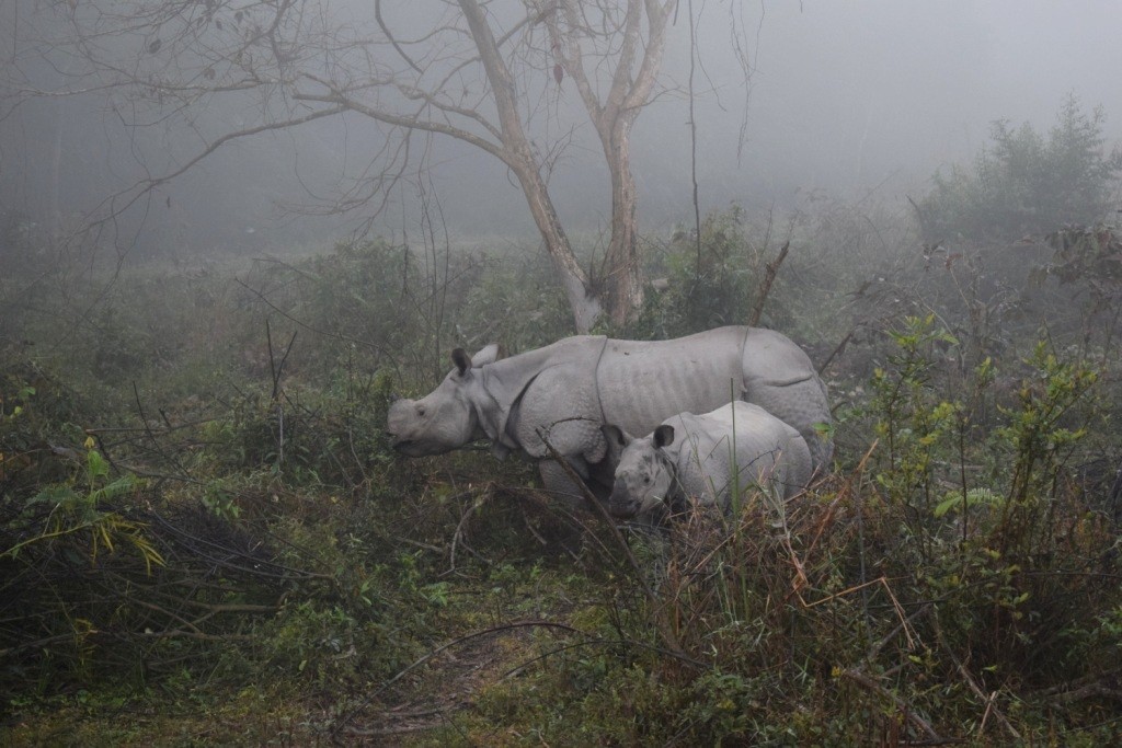 One-horned rhinoceros mother and child, Kaziranga National Park & Tiger Reserve, Golaghat, Assam, India