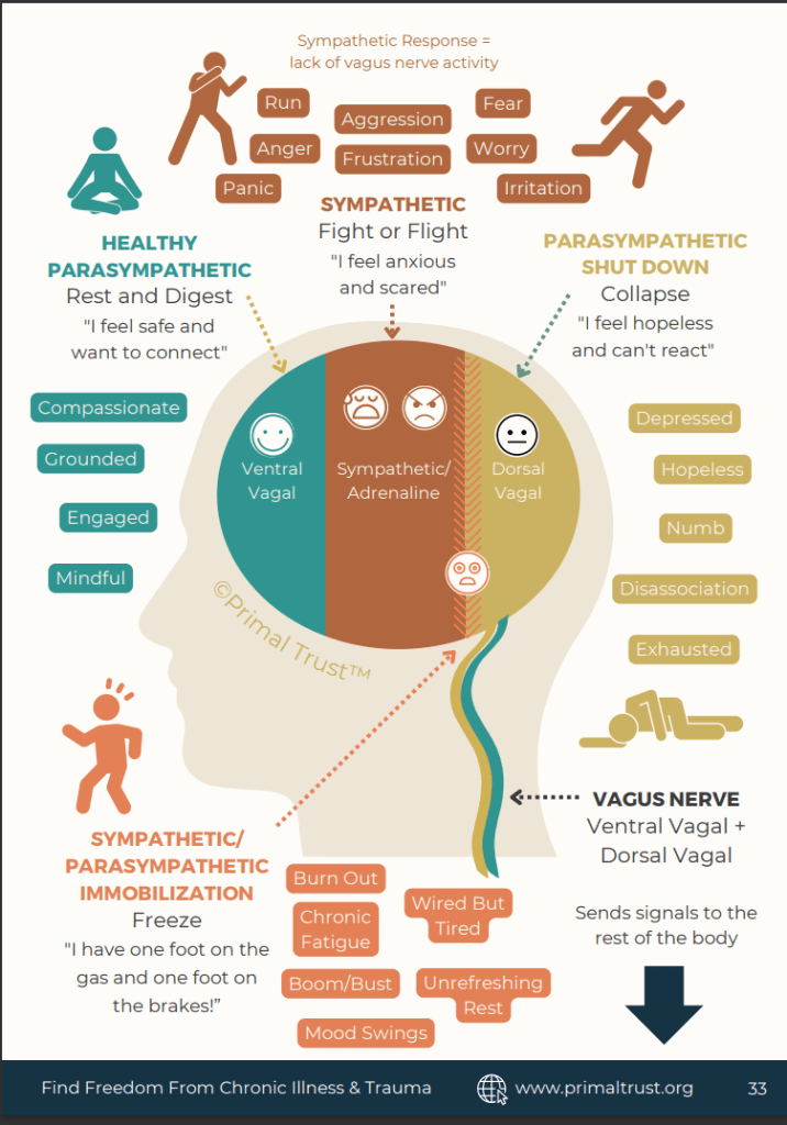 How the brain functions, infographic by The Primal Trust