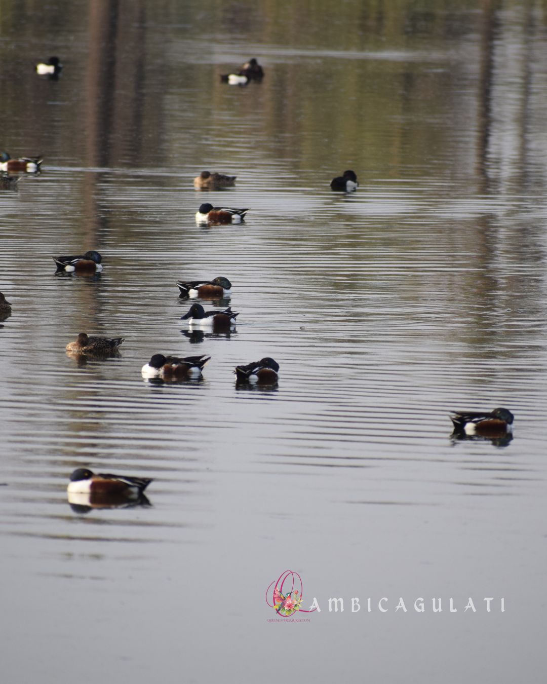 Waterfowl, Surajpur Bird Sanctuary, Greater Noida, Uttar Pradesh, India