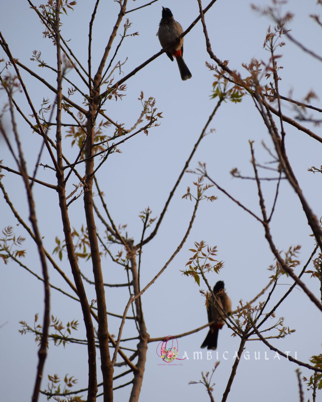 Red Vented Bulbuls, a common city bird, Noida Medicinal Park, Sector 91, Uttar Pradesh, India