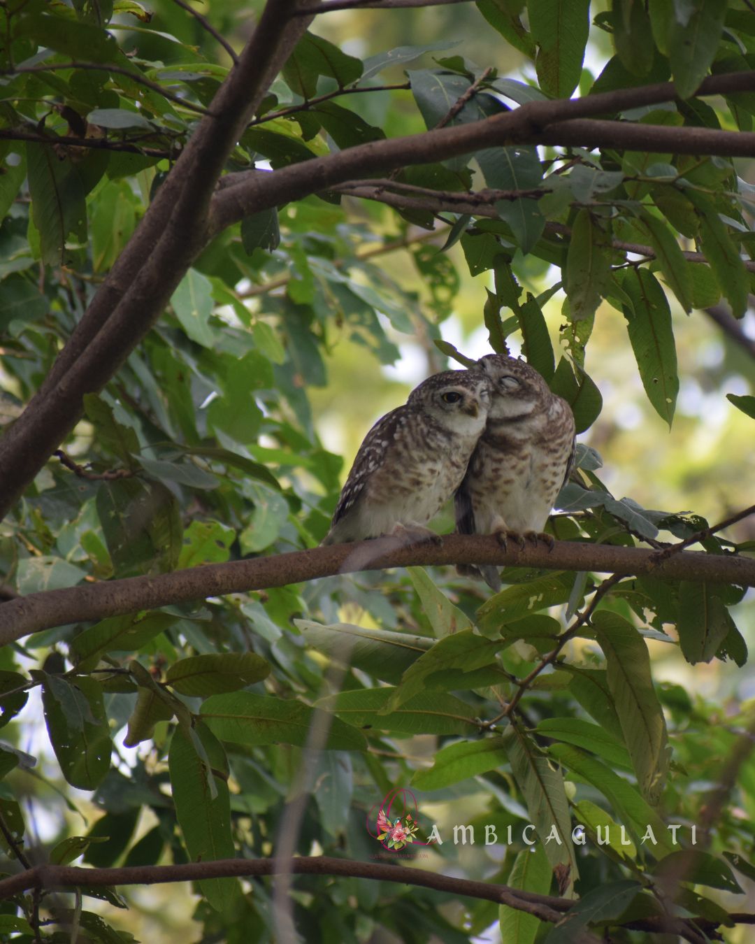 Spotted Owlets, Surajpur Bird Sanctuary, Greater Noida, Uttar Pradesh, India