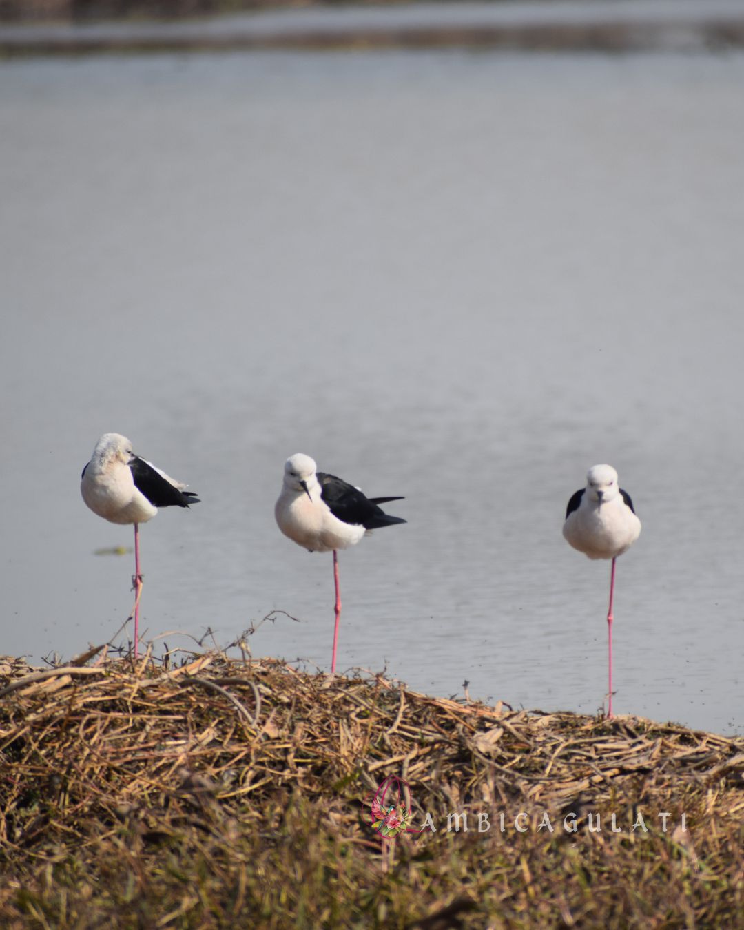 Black-winged Stilts, Dhanauri Wetlands, Greater Noida, Uttar Pradesh, India