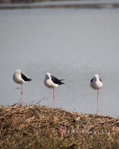 Black-winged Stilts, Dhanauri Wetlands, Greater Noida, Uttar Pradesh, India