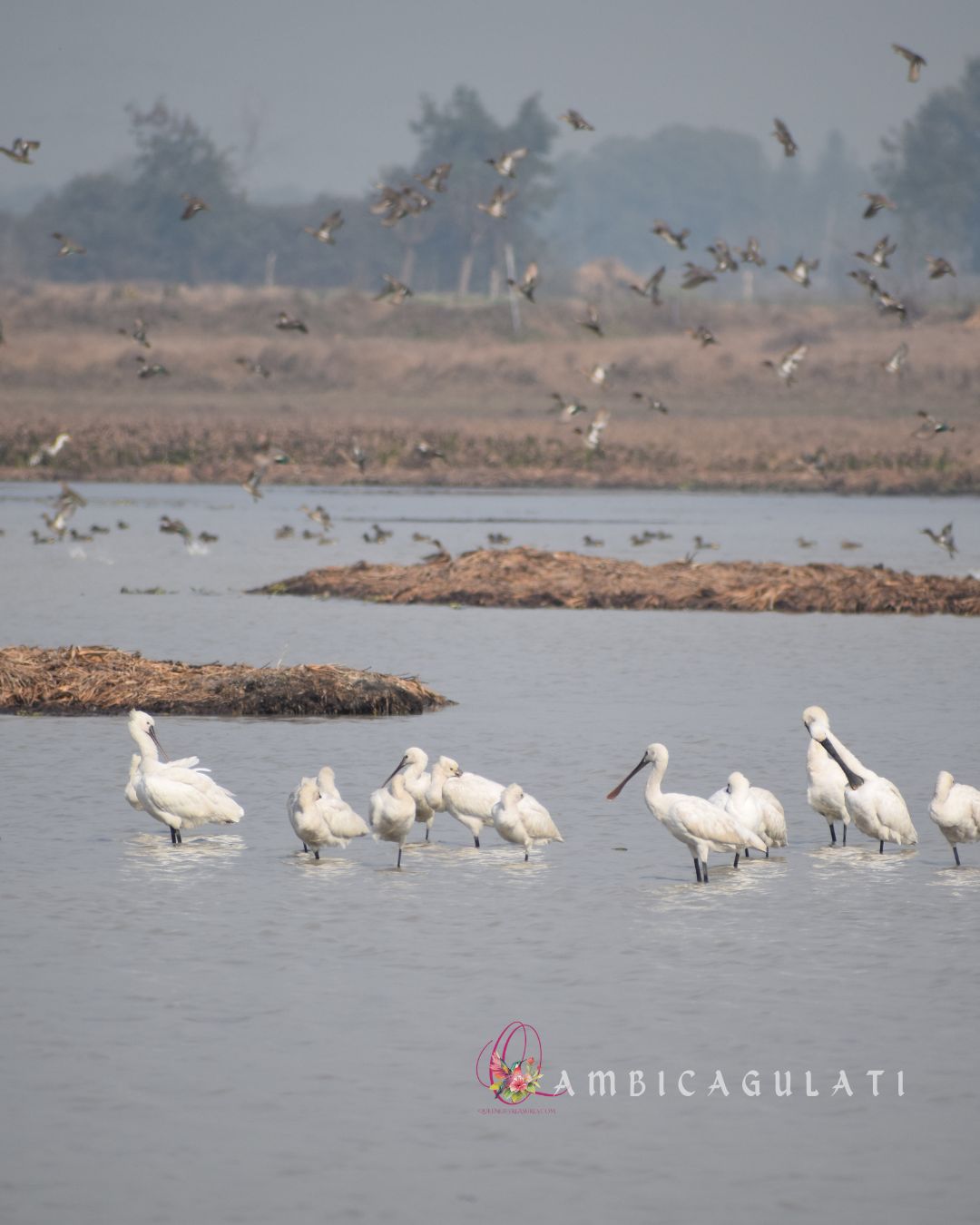 Eurasian Spoonbills, Dhanauri Wetlands, Greater Noida, Uttar Pradesh, India