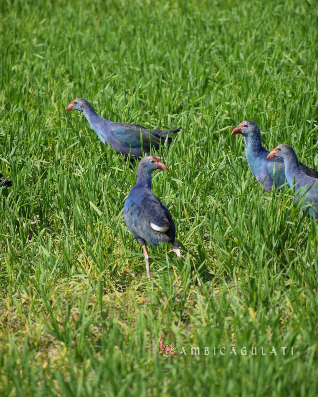 Purple Swamphens, Dhanauri Wetlands, Greater Noida, Uttar Pradesh, India