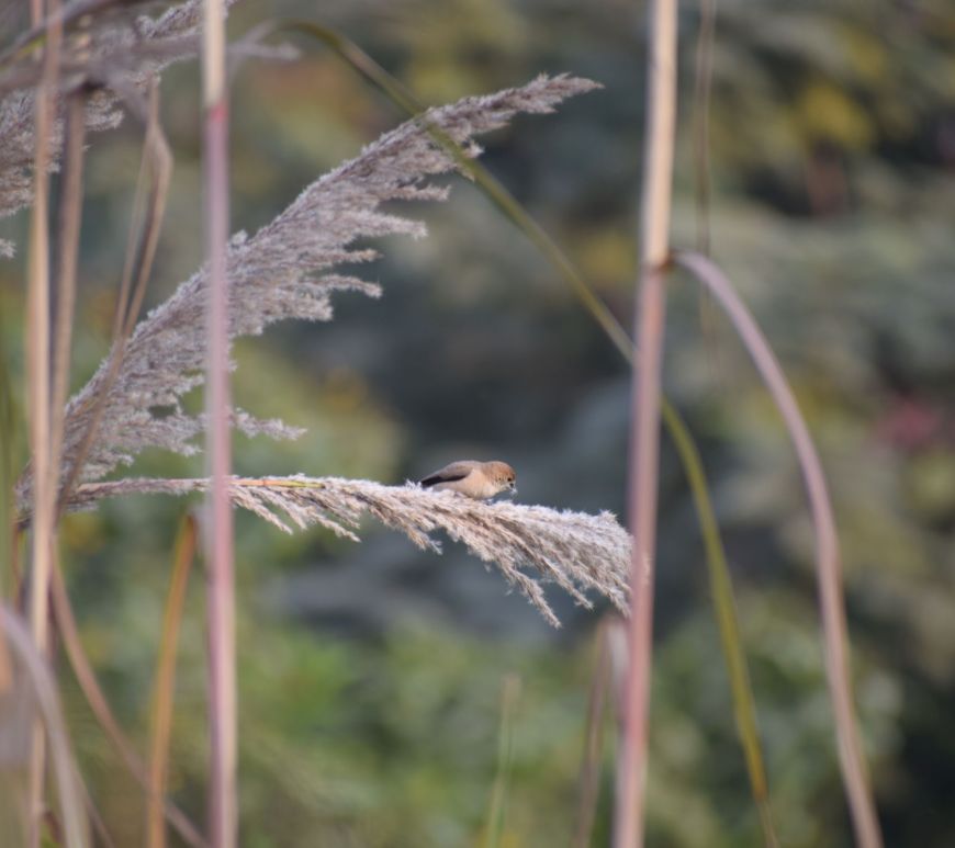 The beautiful Indian Silverbill feeds on grasses.