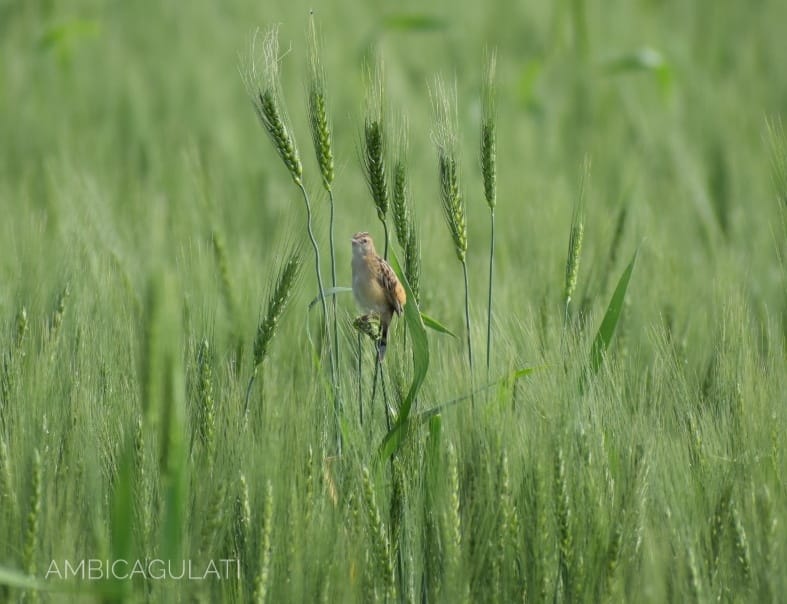 Zitting Cisticola, Gangapur Dam, Nashik, Maharashtra, India
