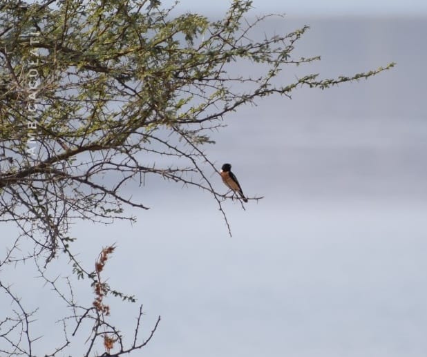 SIBERIAN STONECHAT, GANGAPUR DAM, NASHIK, MAHARASHTRA, INDIA