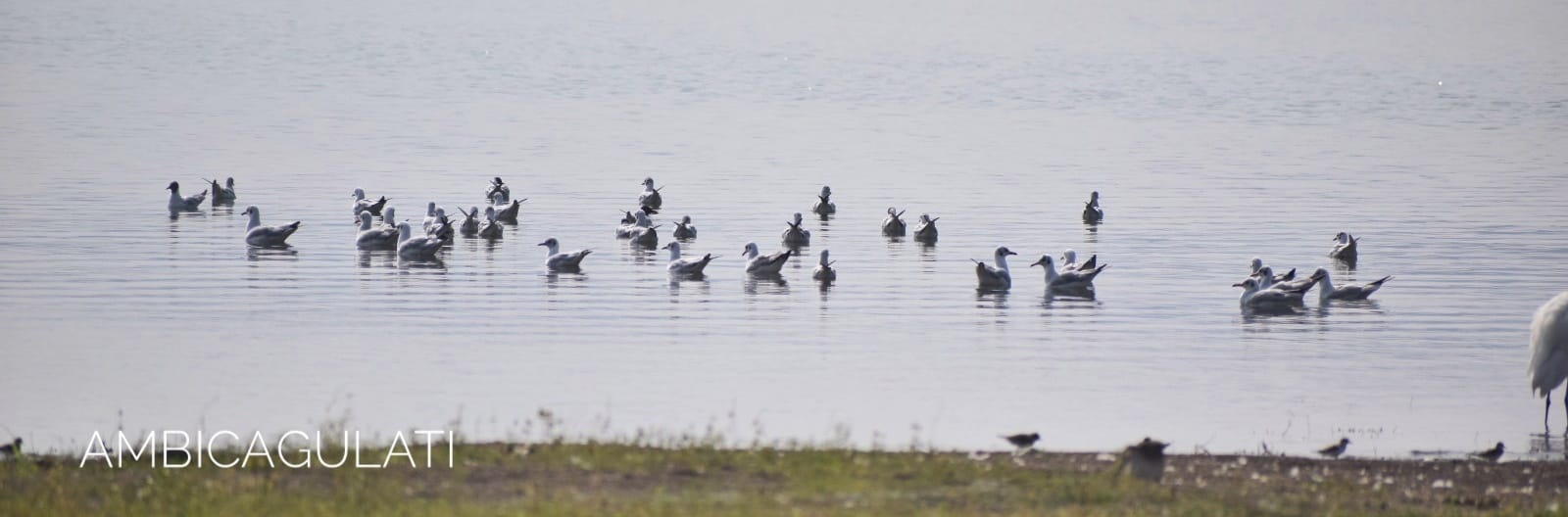 BONAPARTE GULLS, GANGAPUR DAM, NASHIK, MAHARASHTRA, INDIA